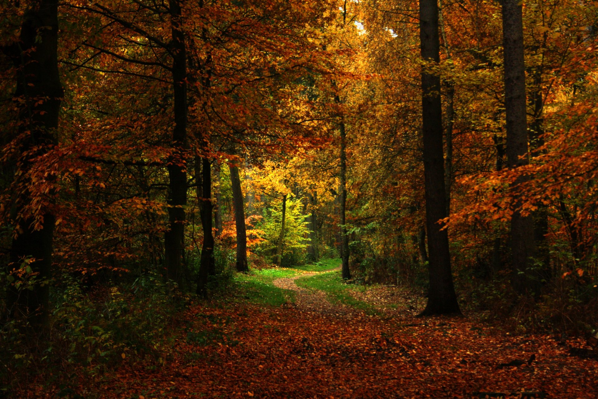 autumn forest path nature