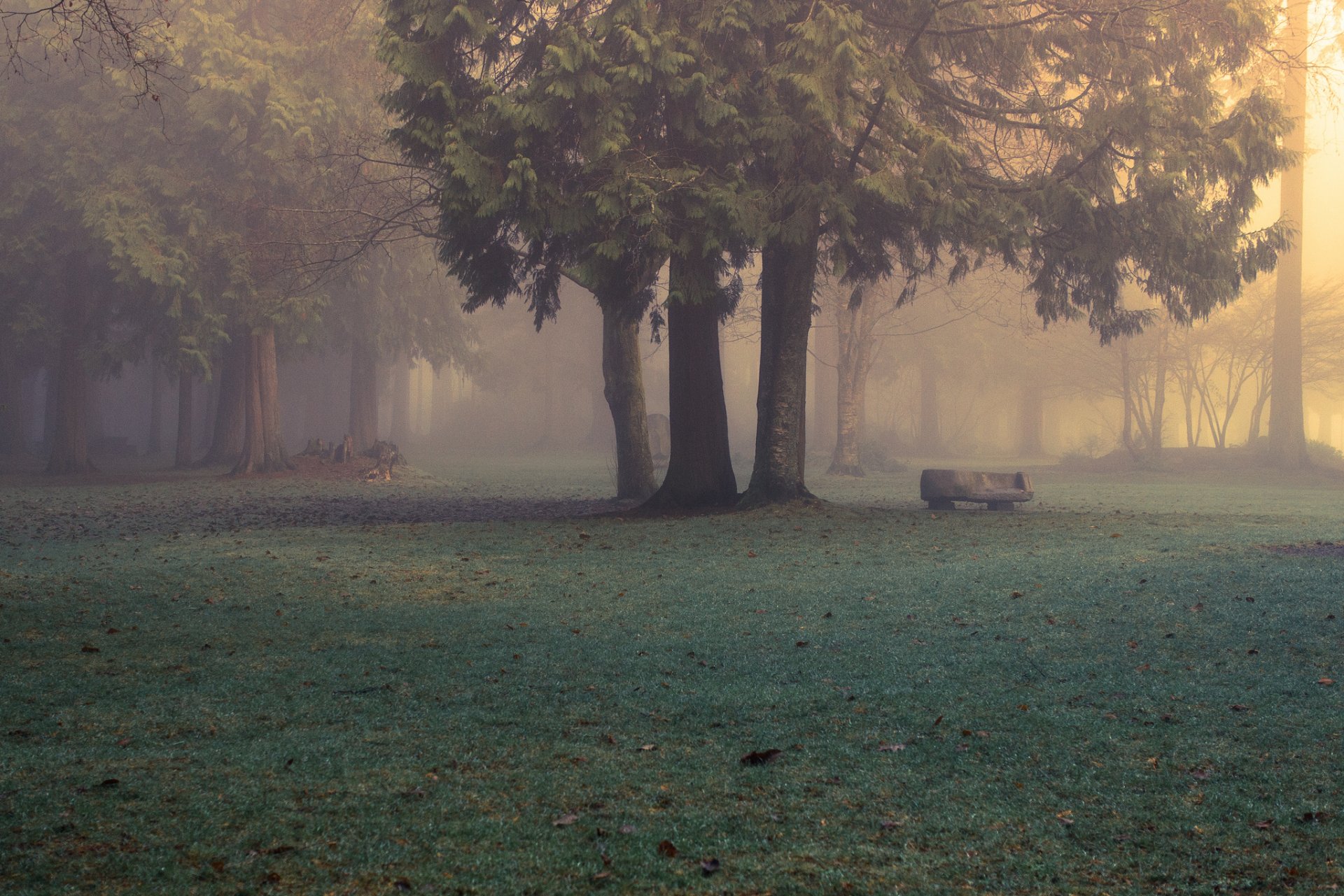 natura foresta parco nebbia mattina evan kemper rhotography