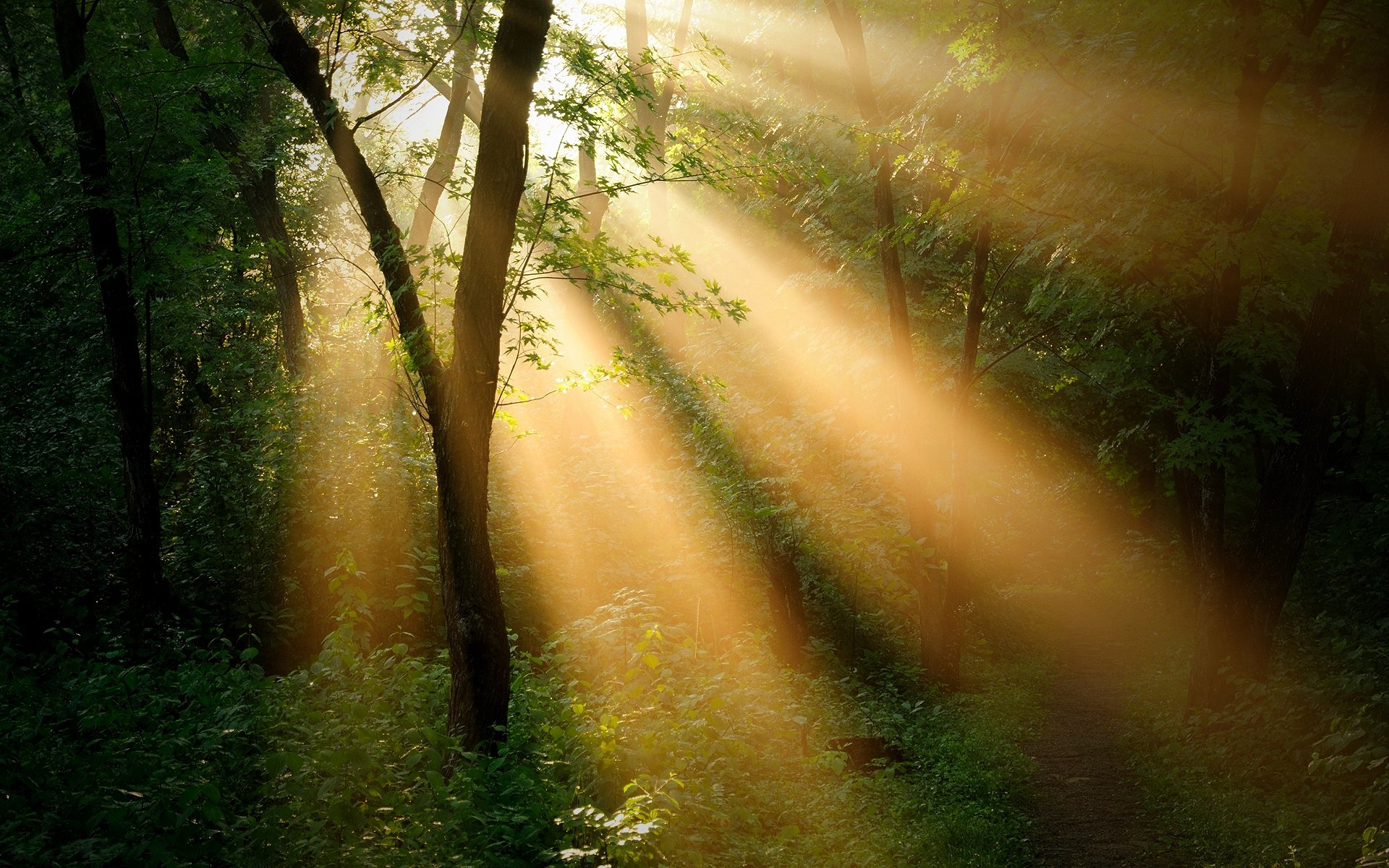 forêt arbres. soleil rayon paysage