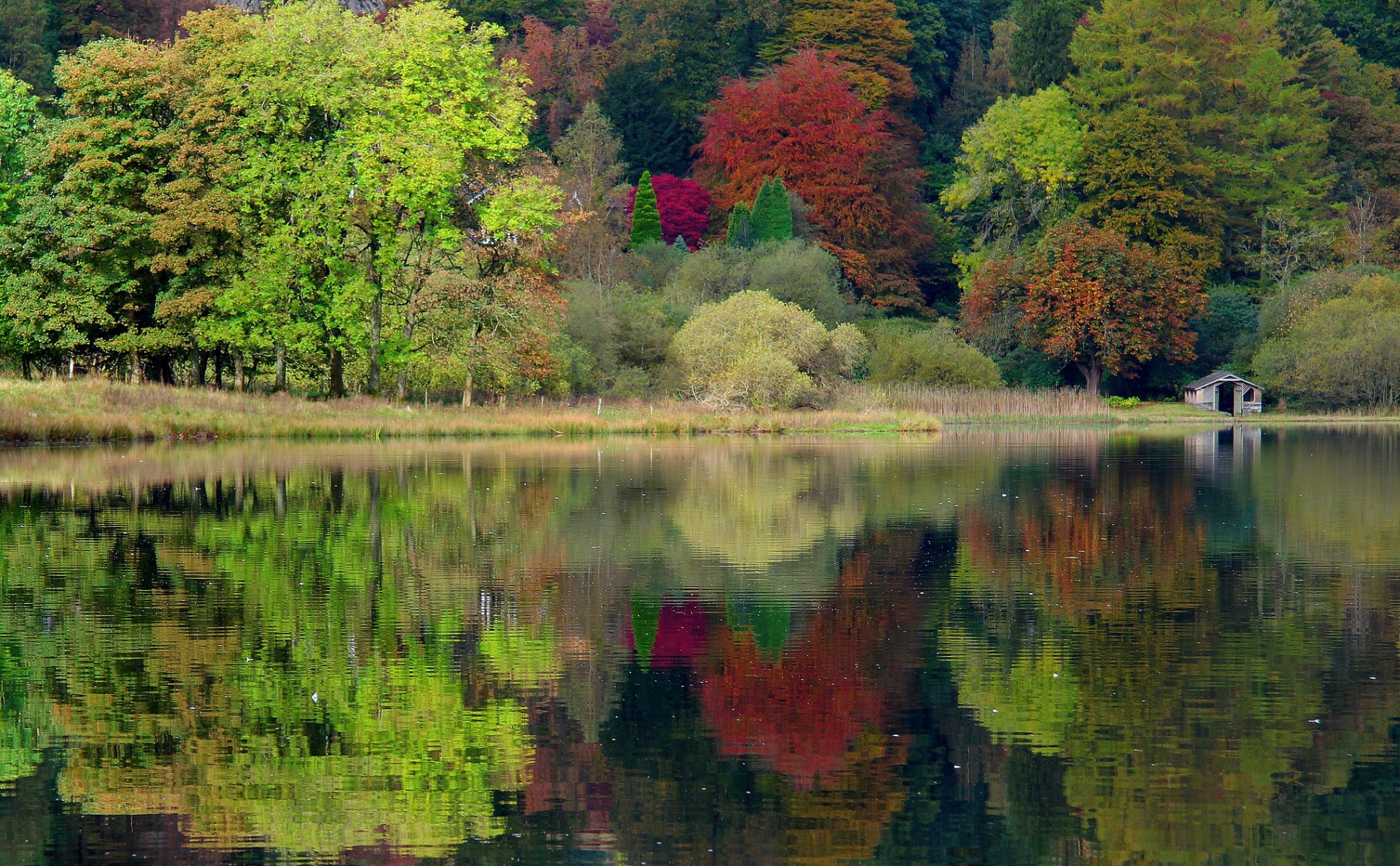 großbritannien england grasmeer natur herbst see bäume wald caeciliametella fotografie