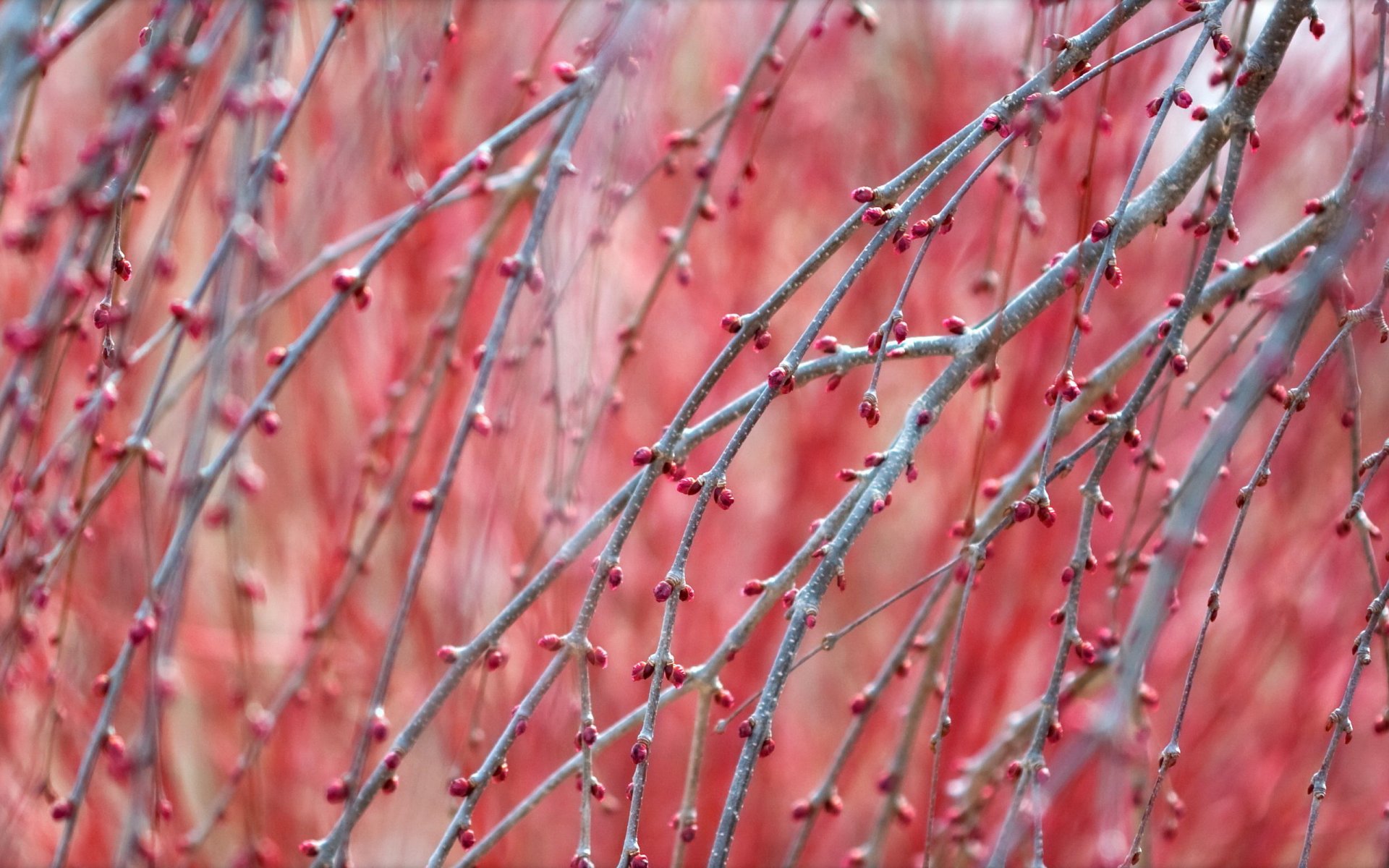 printemps branches fond nature