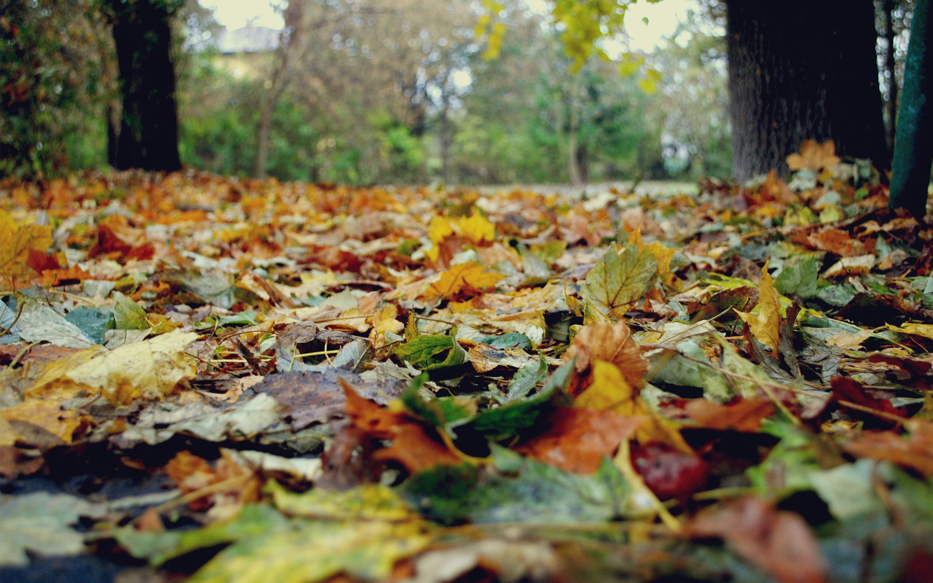 natura autunno foglie gialli alberi