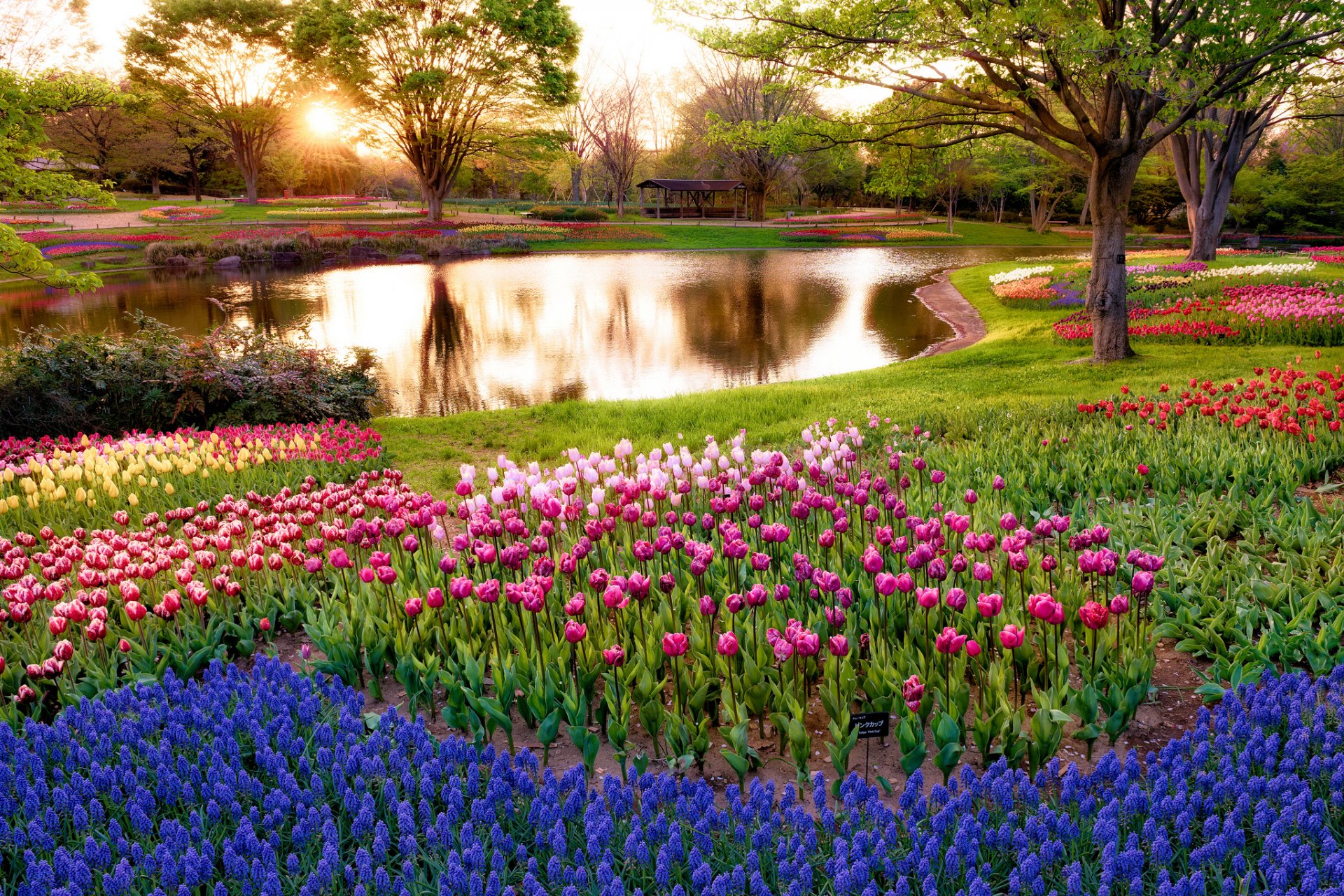 japon tokyo matin soleil rayons lever du soleil parc étang arbres fleurs muscari bleu tulipes multicolore