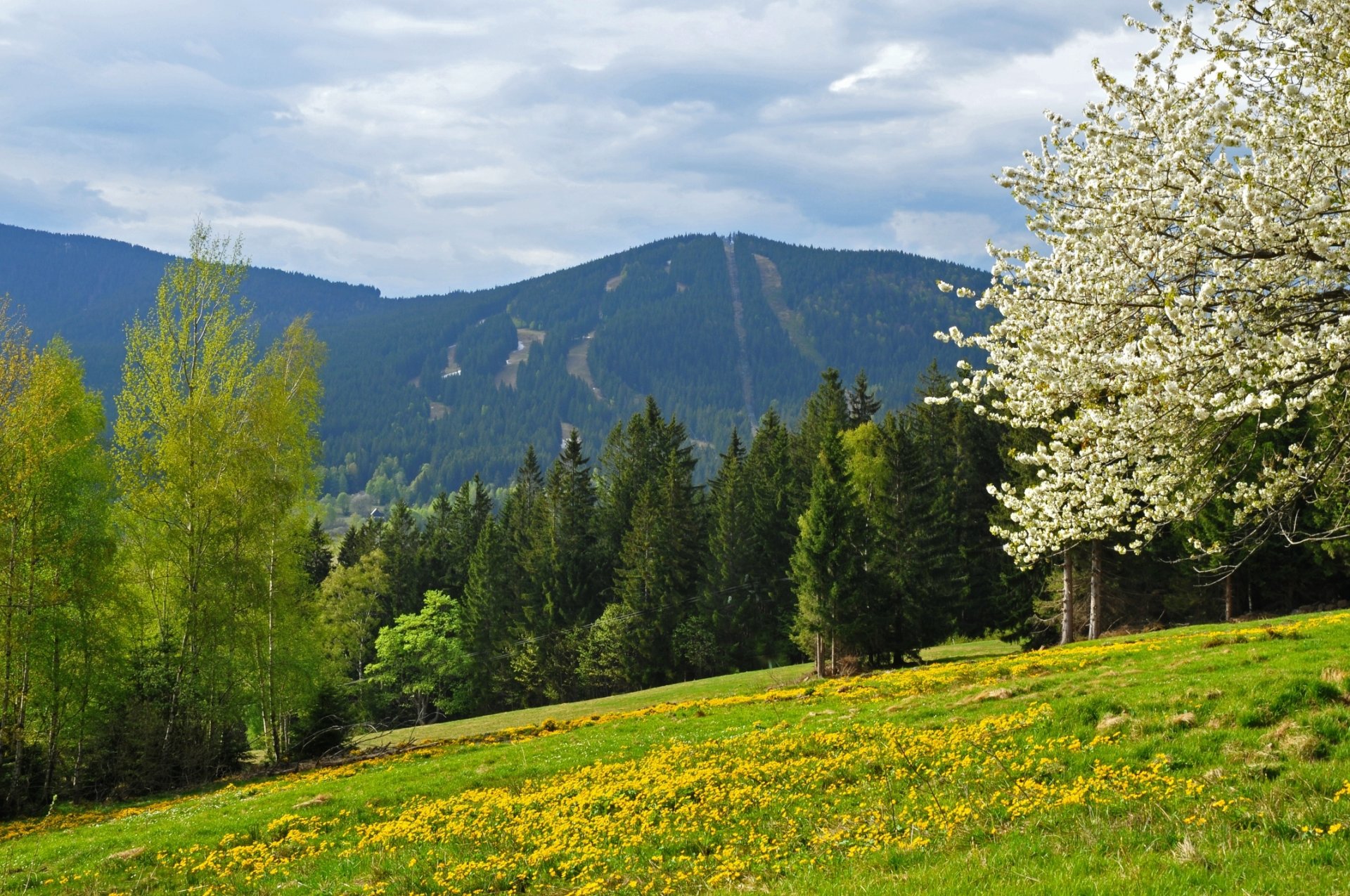 wiosna góry las pole czechy szumawa góra šumava narodni park šumava vrch spicak železná ruda