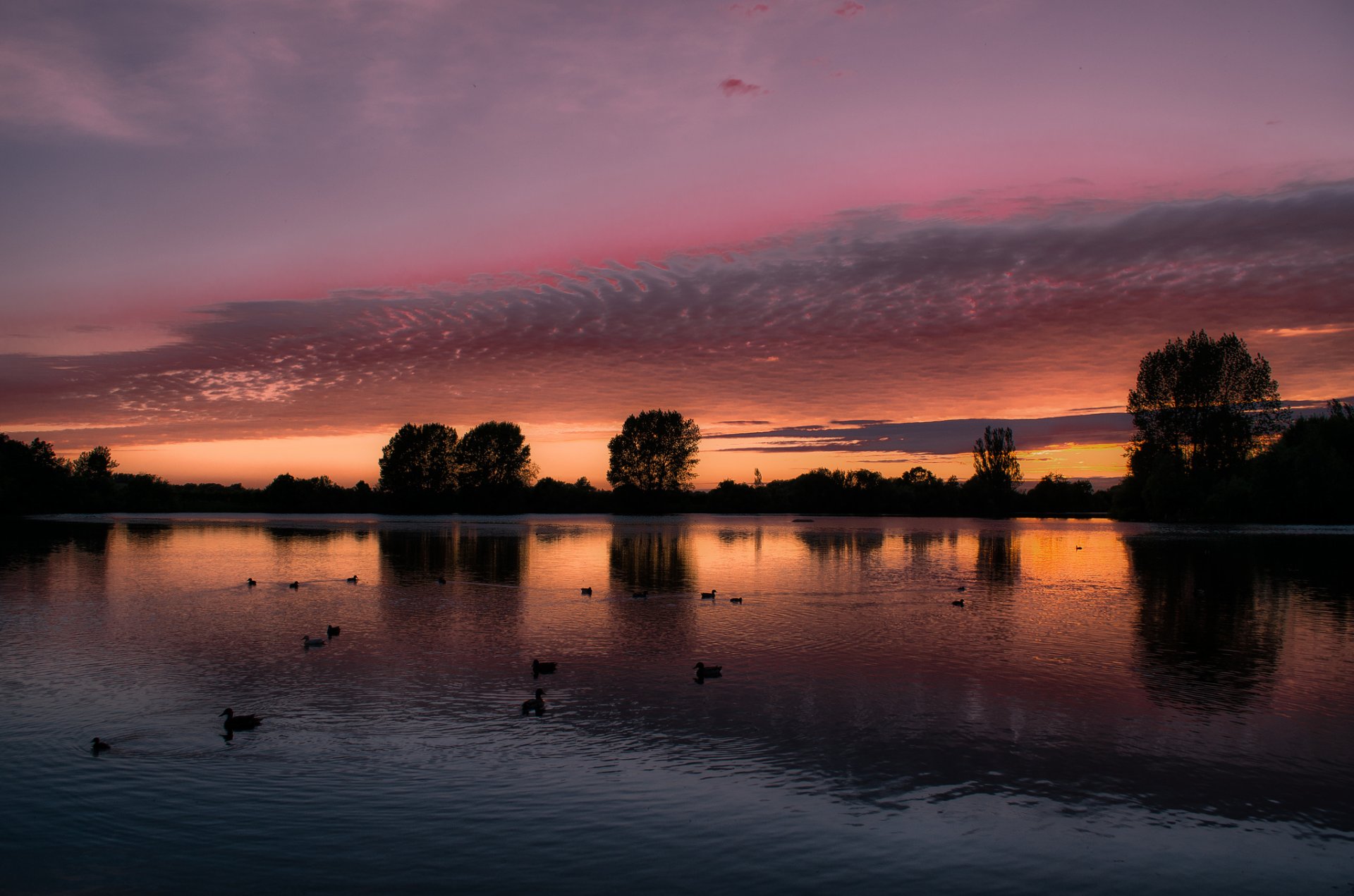 royaume-uni angleterre lac arbres canards oiseaux soirée coucher de soleil orange pourpre ciel nuages réflexion paysage