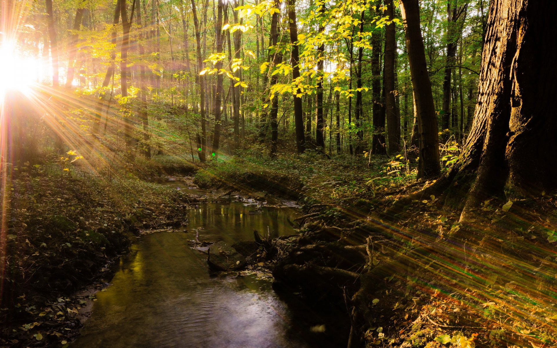 foresta alberi luce natura