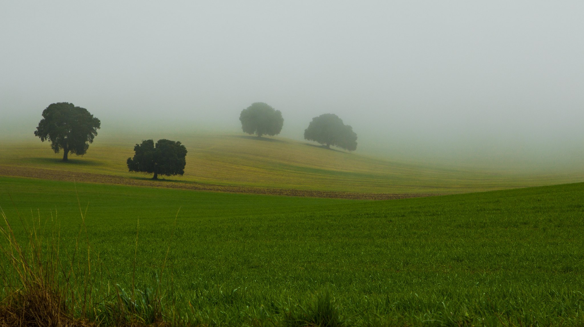 fog grass tree nature crown