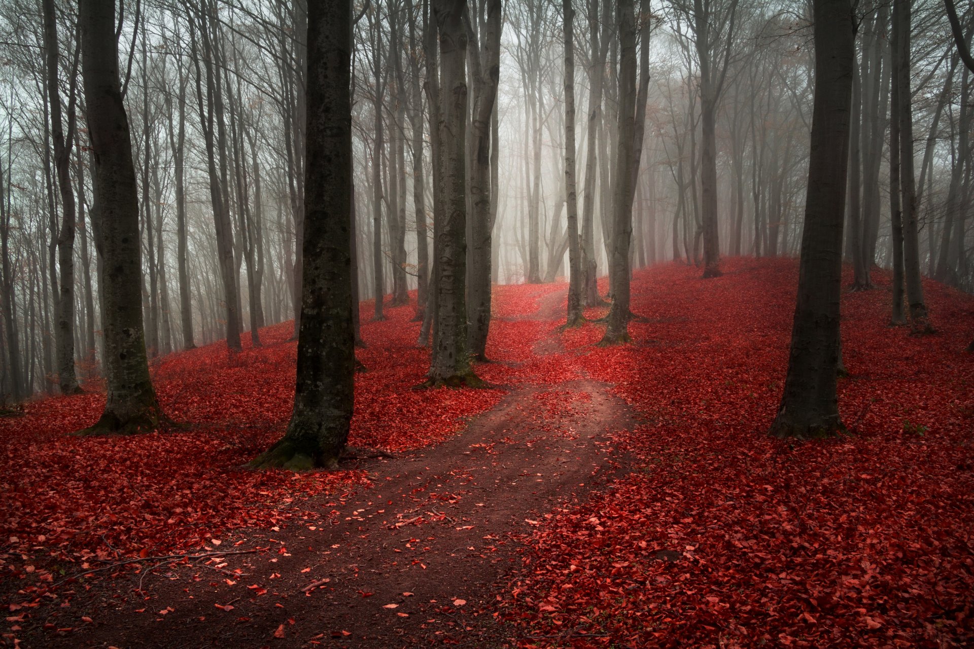 nature forest autumn fog rain path road leaves maroon red tree