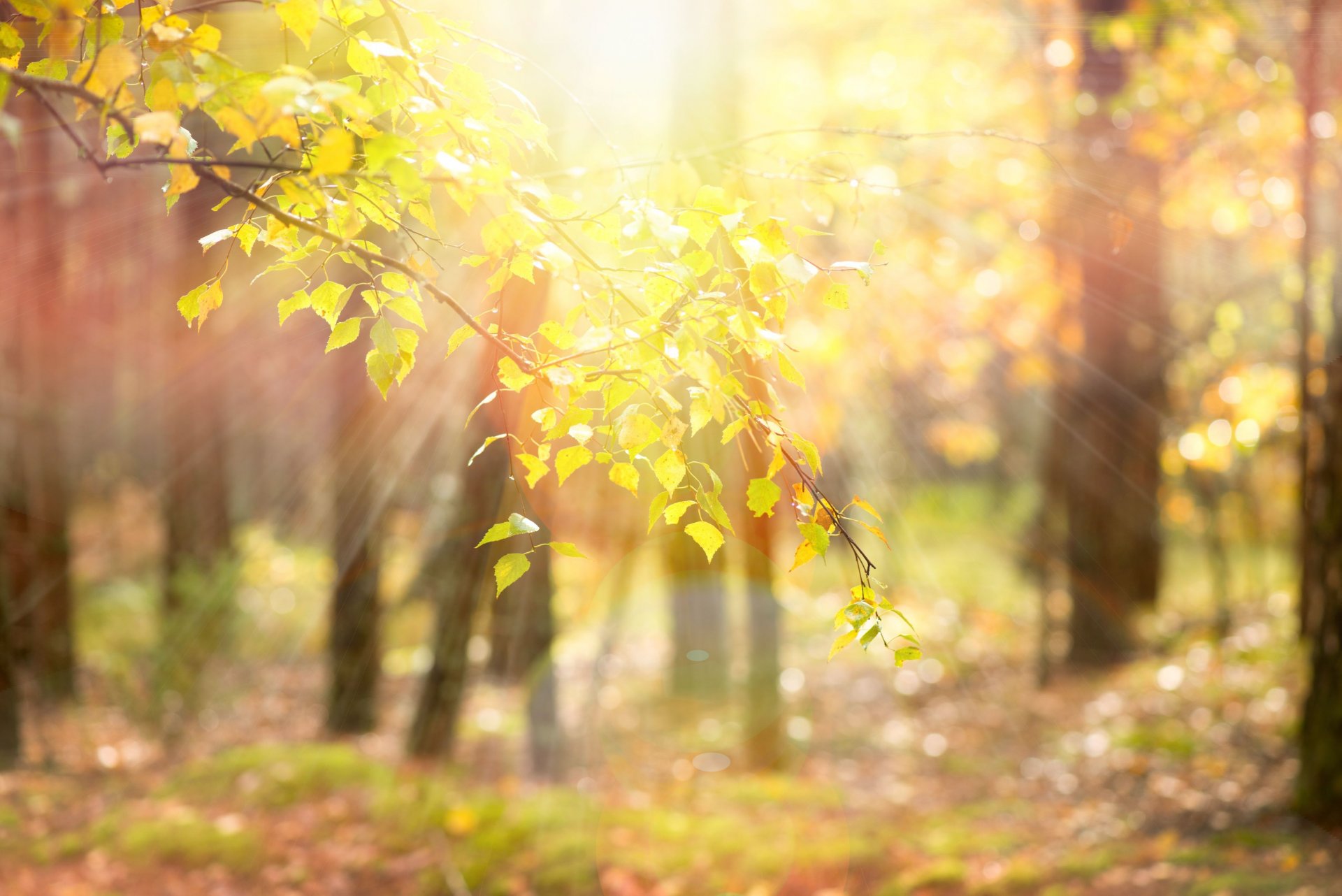 nature tree trees leaves leaves yellow branches sun rays blur background wallpaper widescreen fullscreen widescreen beautiful desktop wallpaper