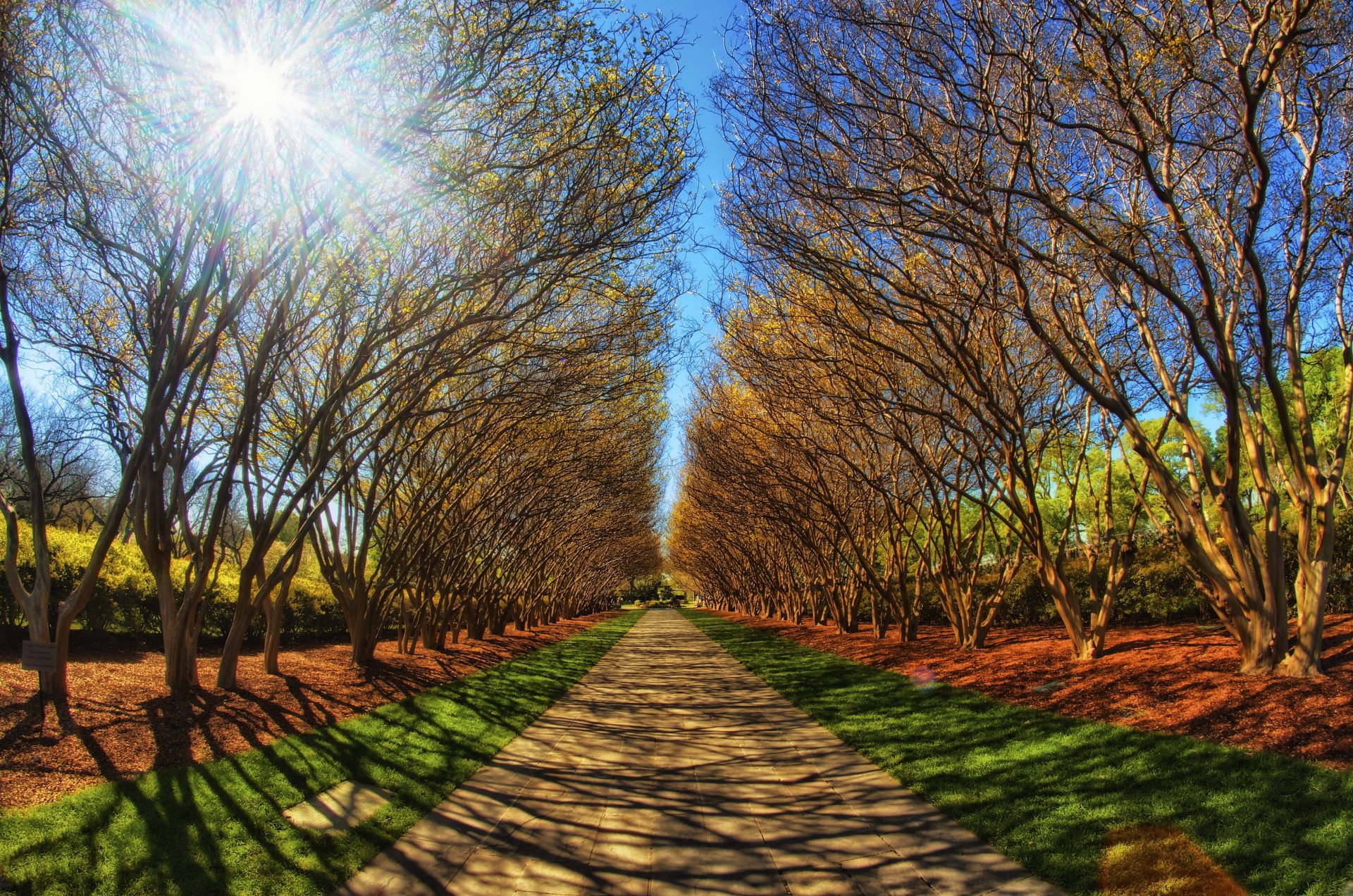 alley park trail road the distance tree green forest summer light rays sky sun