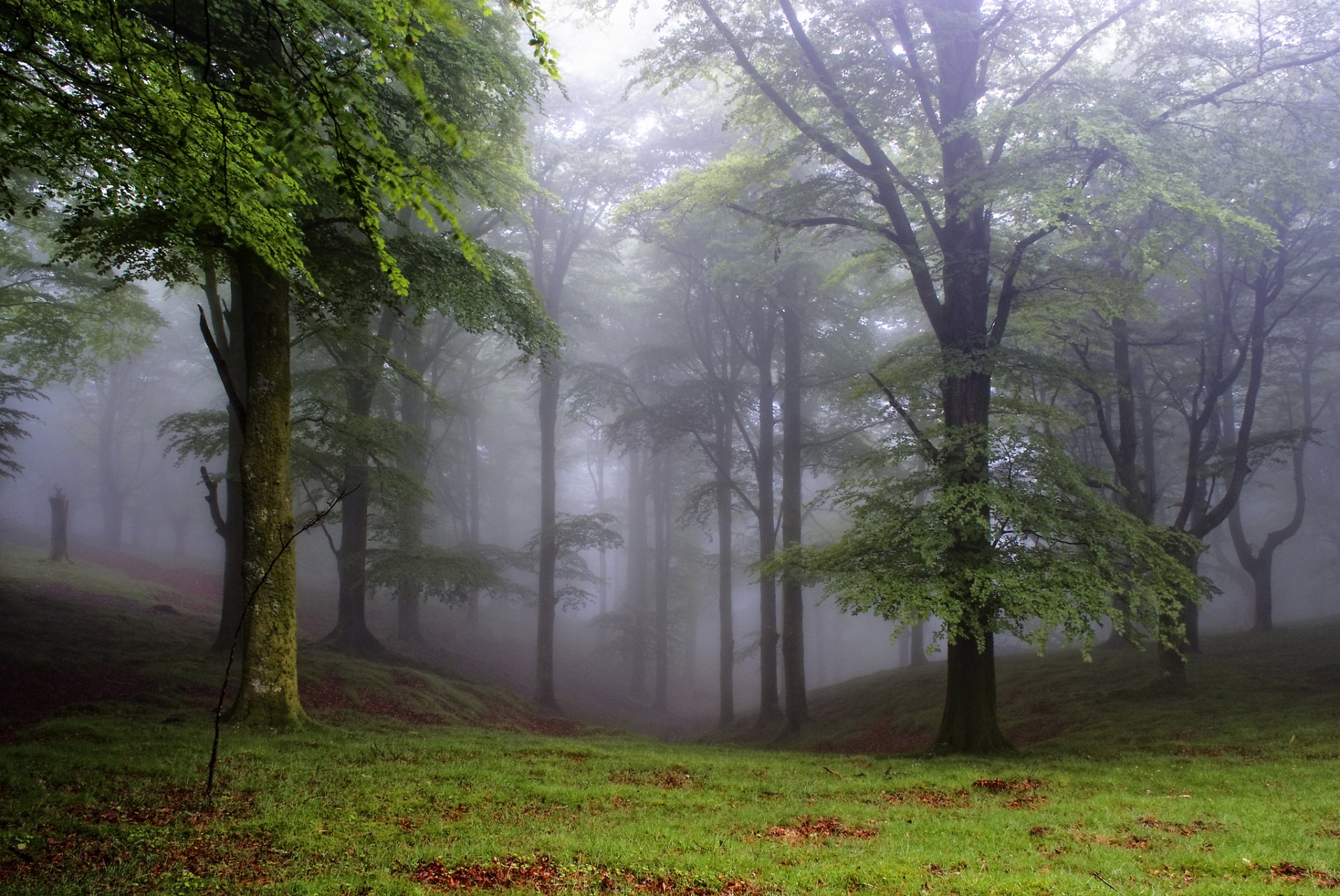 forêt arbres clairière