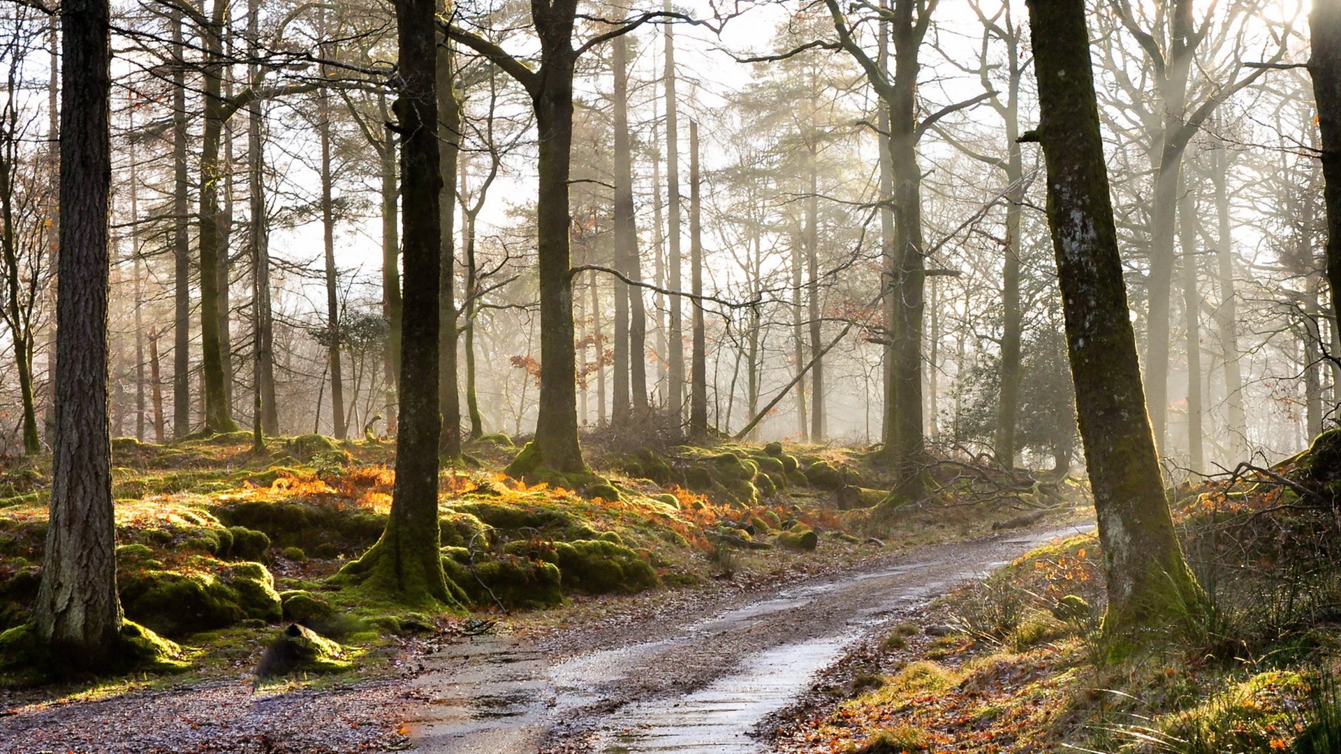 morning forest fog road