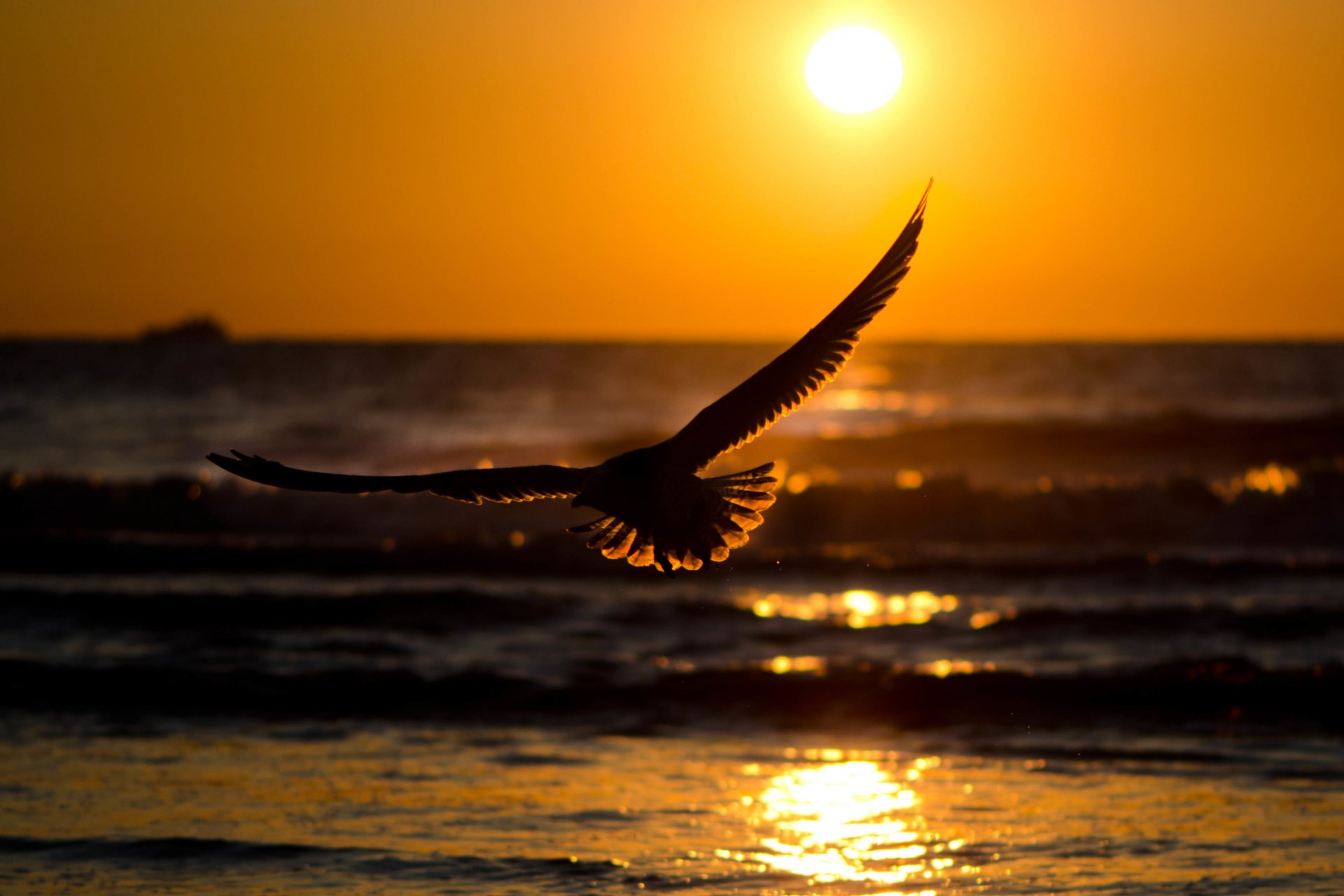 natura acqua mare fiume onde onda sole riflessione abbagliamento uccello ali battito piume silhouette tramonto calma cielo sfondo carta da parati widescreen schermo intero widescreen bellissimo sfondo del desktop