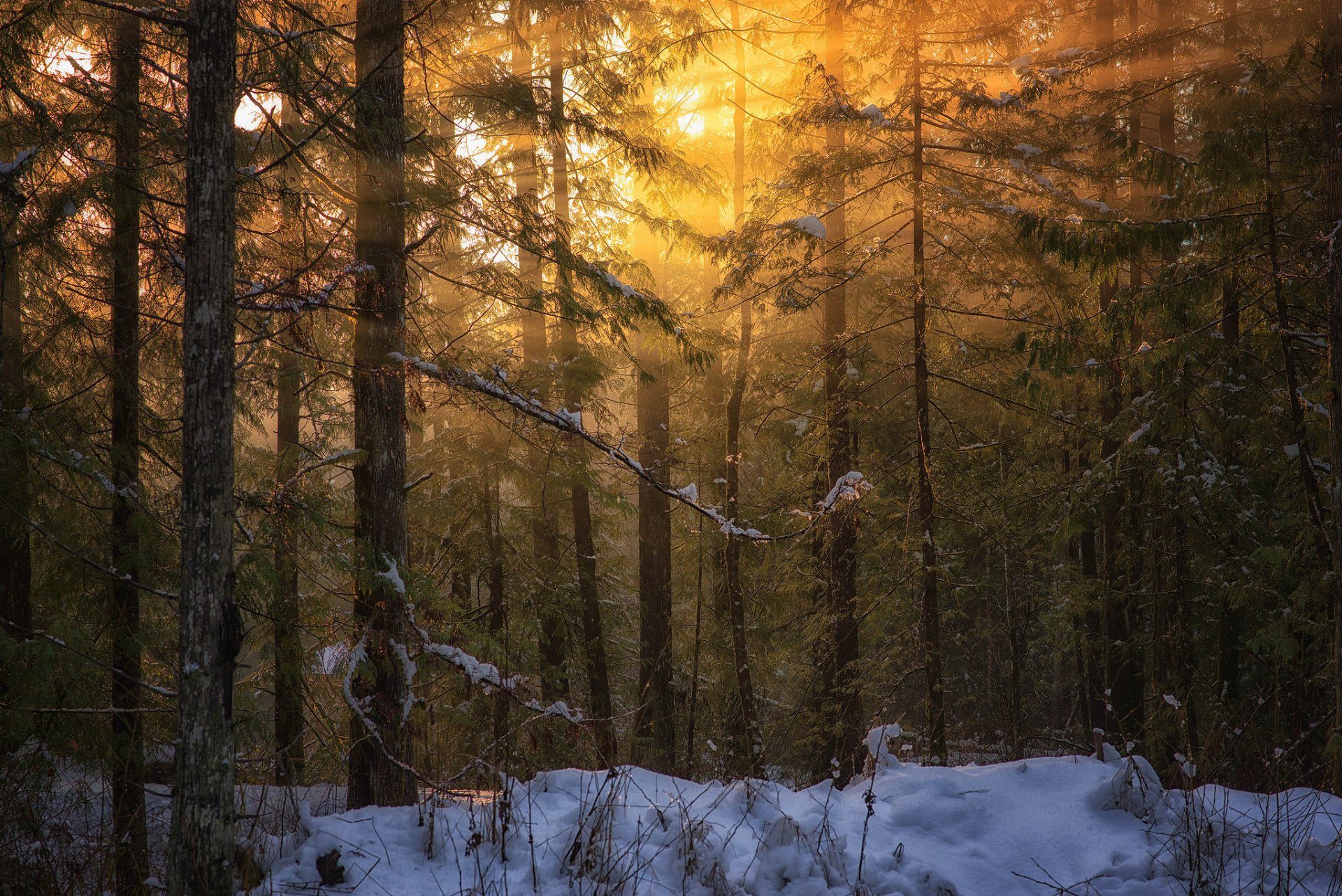 columbia britannica isola di vancouver natura inverno foresta luce fotografia di peter sinclair