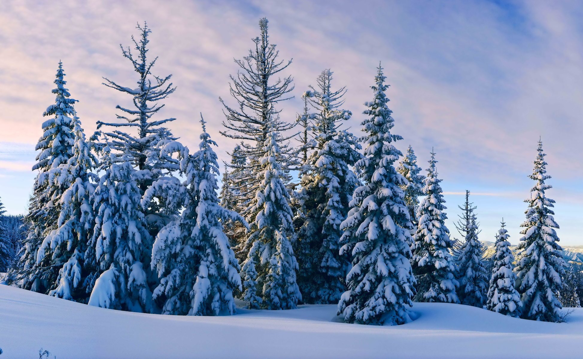 winter schnee fichte himmel wolken abend