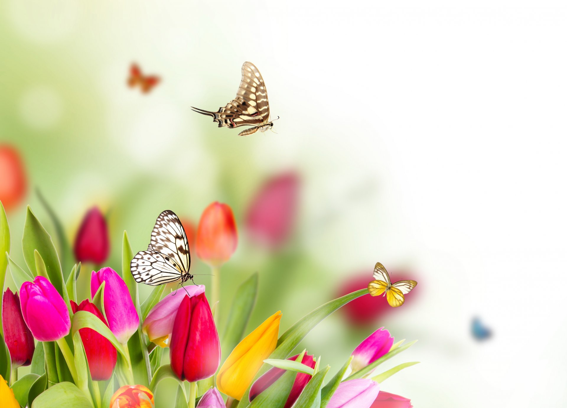 pring flower tulips butterfly blur