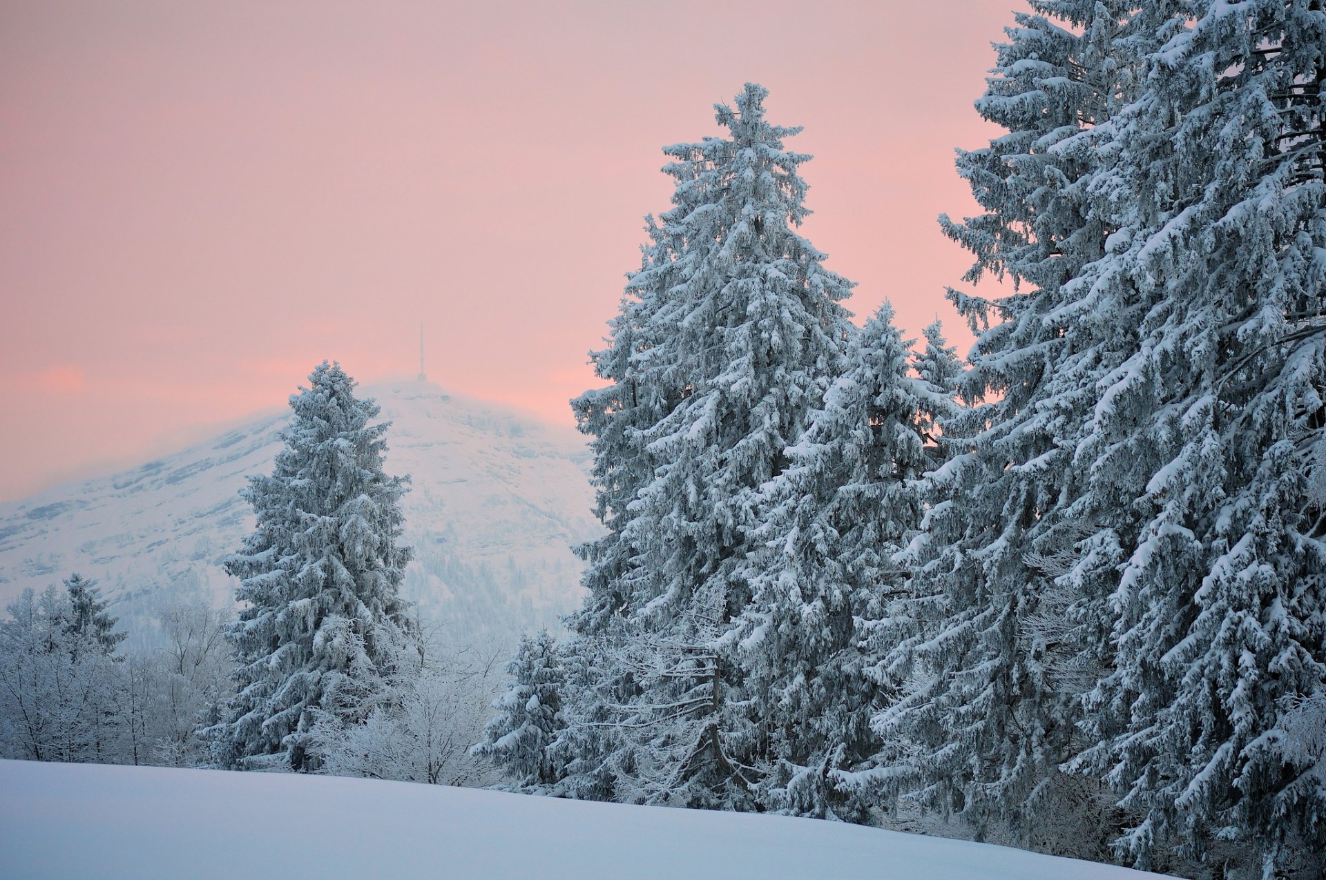 night winter snow hills needles spruce tree