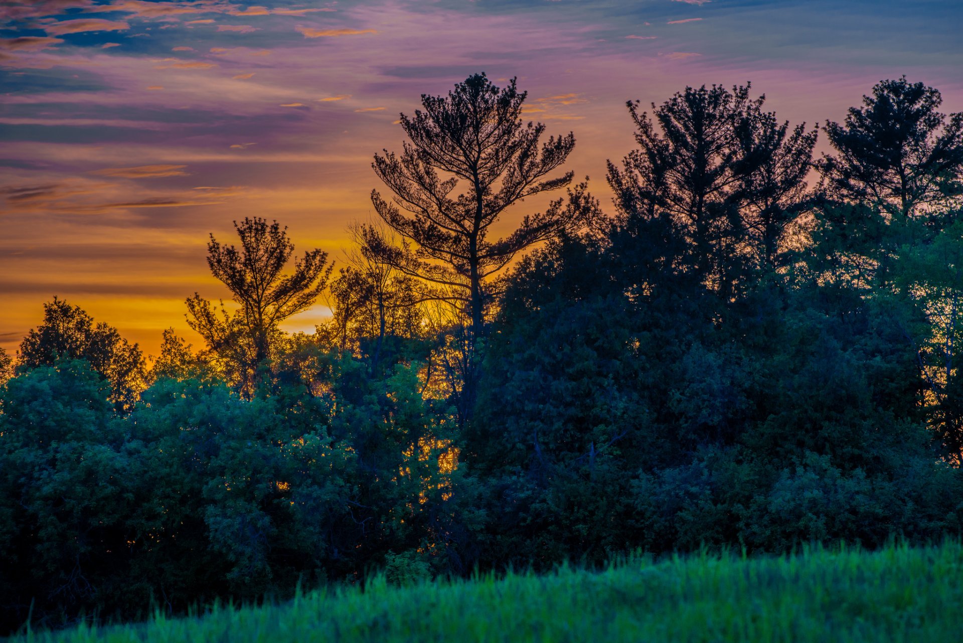 canadá ontario provincia claro árboles hierba tarde puesta del sol cielo nubes