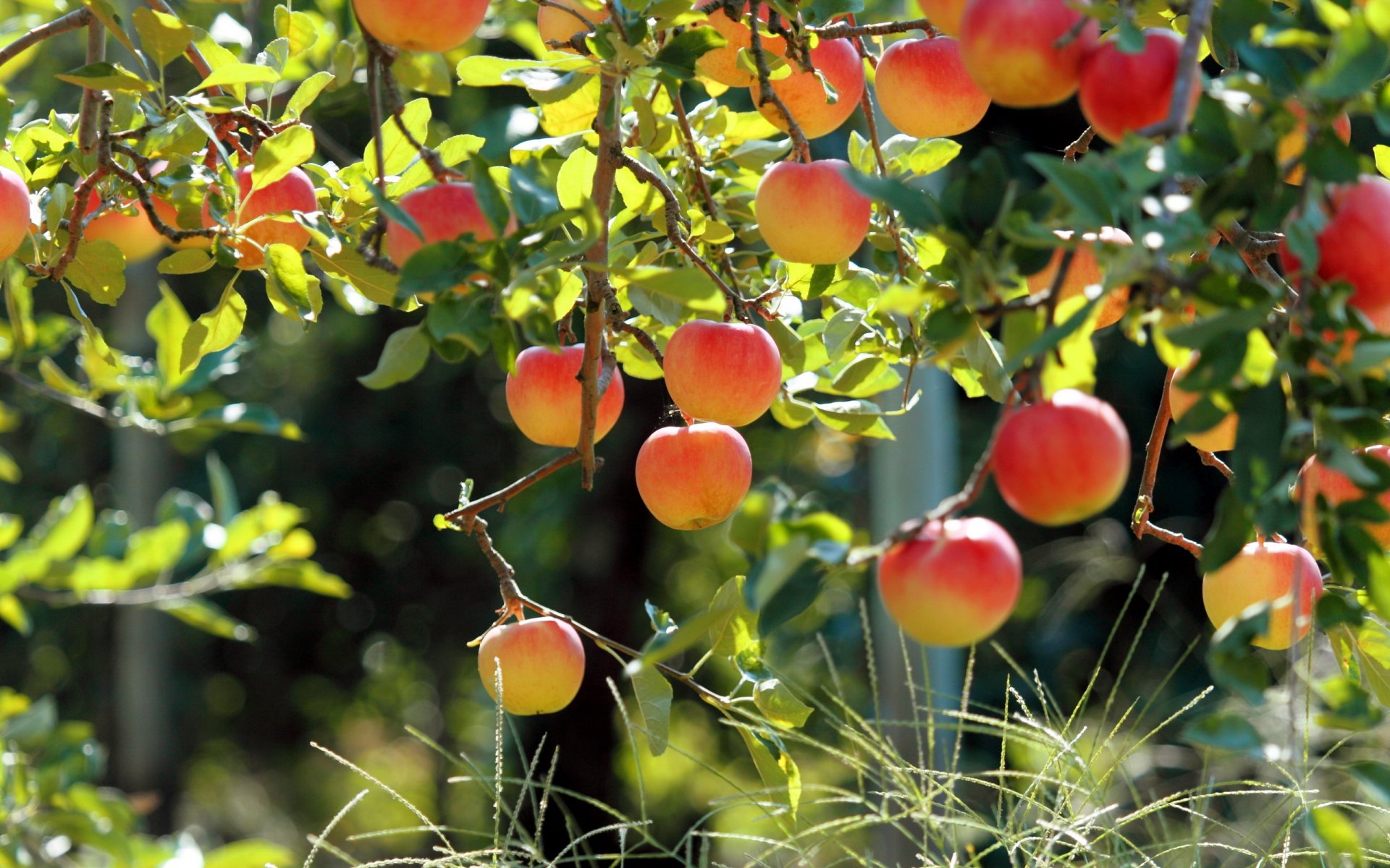 apple apples nature