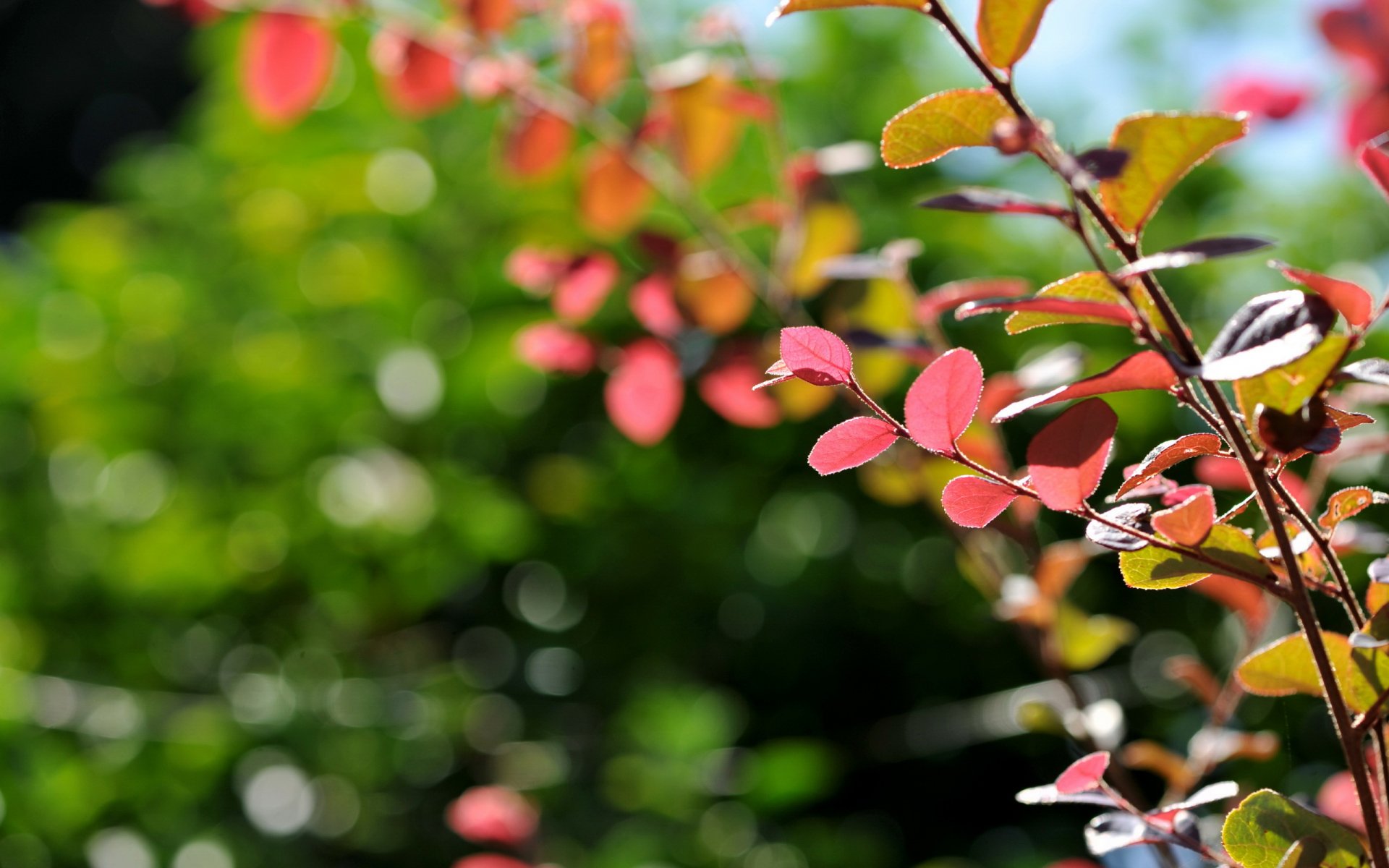 branche feuilles gros plan nature