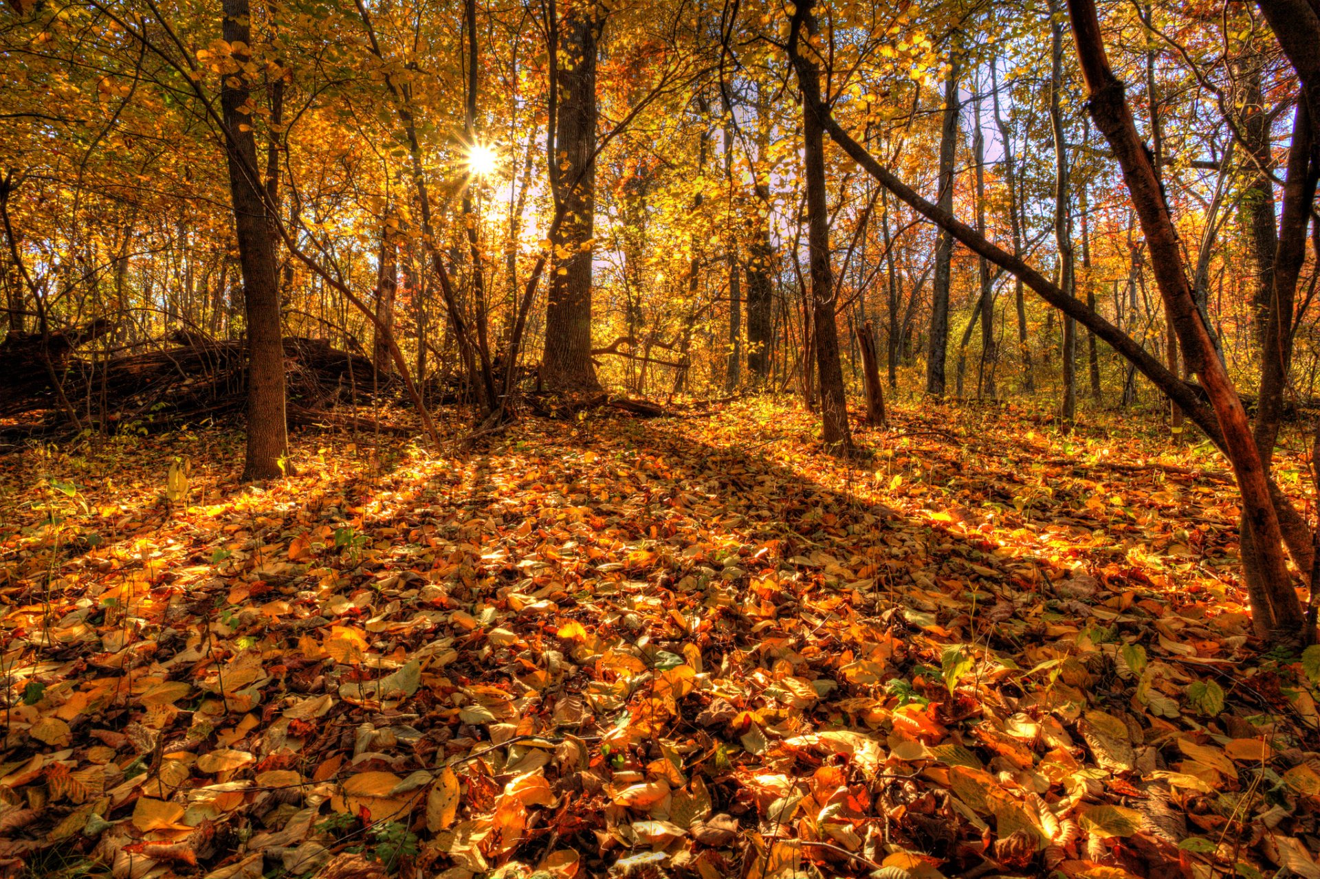 arbres forêt feuilles automne