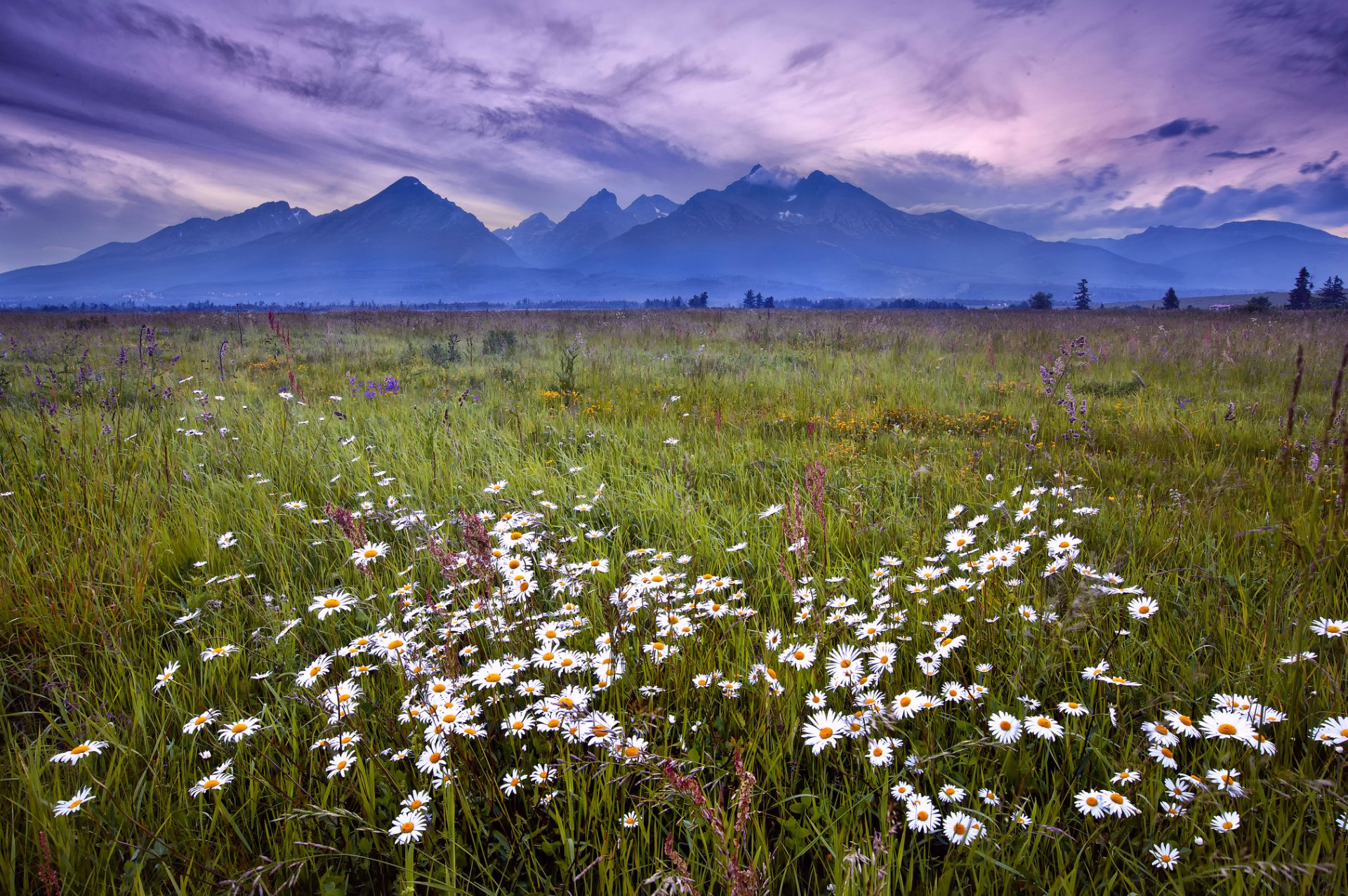 slowakei tatra gras blumen gänseblümchen berge abend flieder himmel wolken landschaft