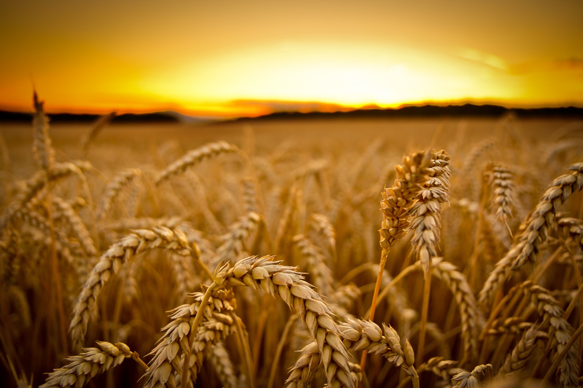 espigas trigo cereales campo cosecha macro puesta del sol