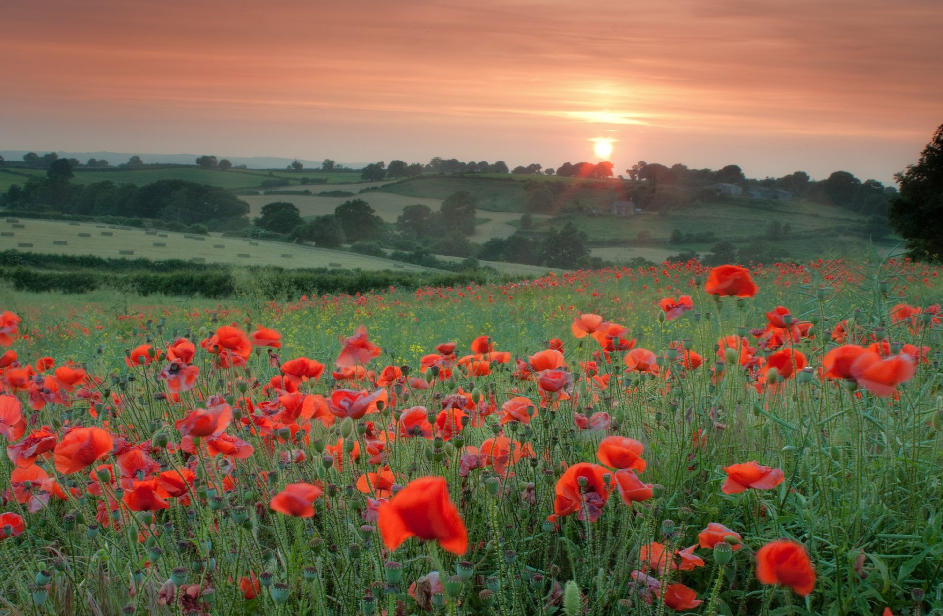 champ coquelicots rouges fleurs herbe arbres soir coucher de soleil soleil orange ciel