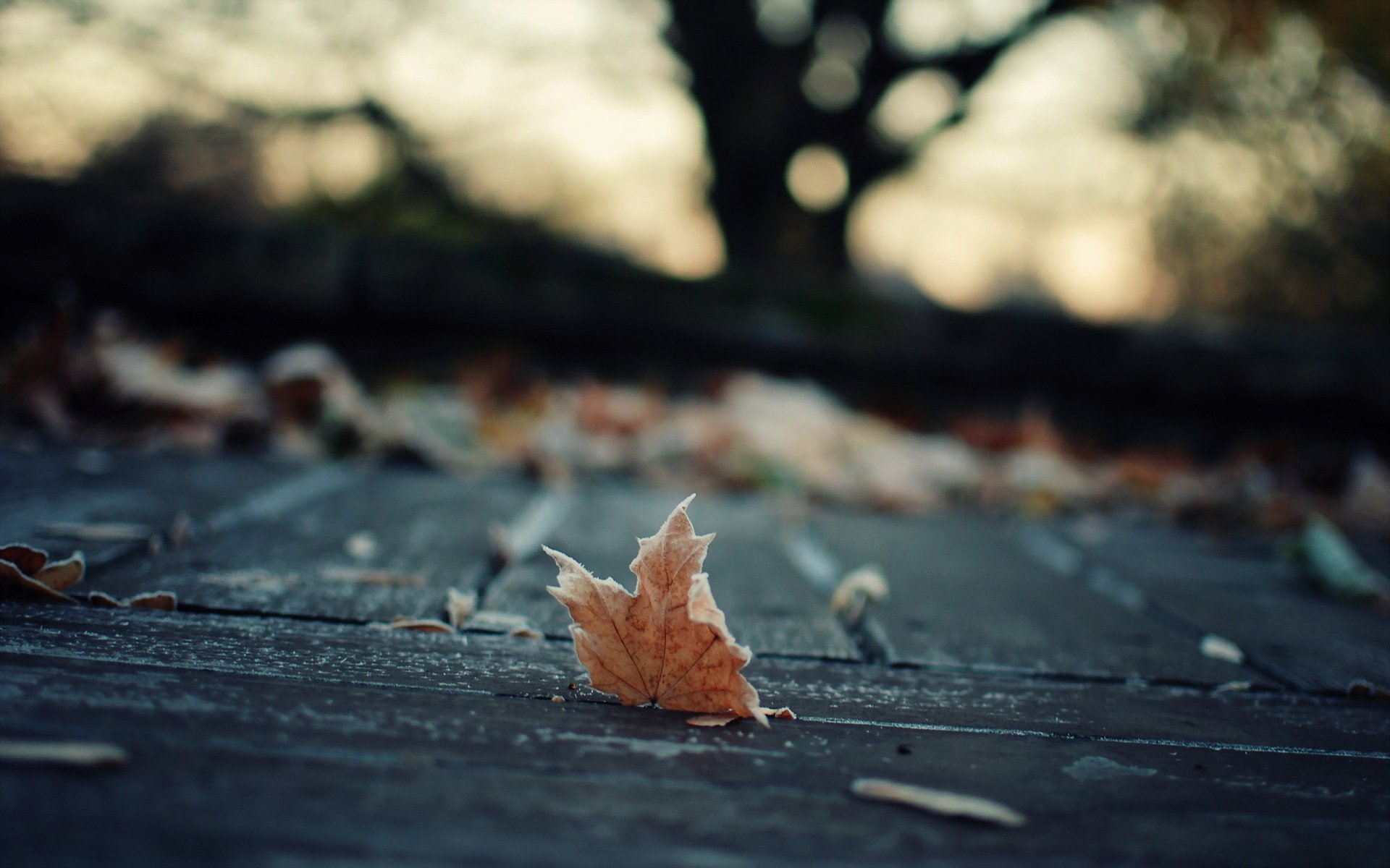 hoja otoño macro