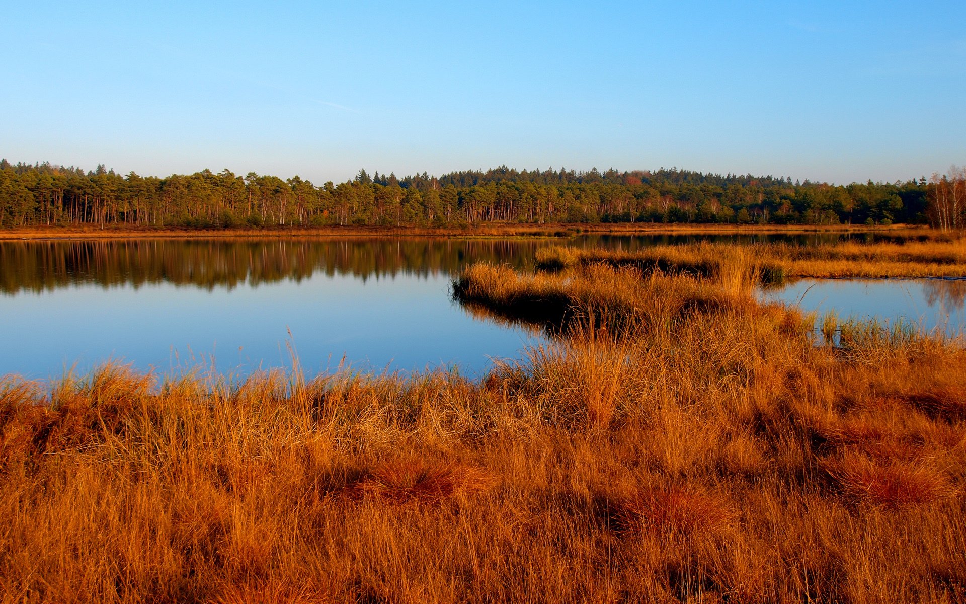 autumn lake grass dry yellow forest tree sky