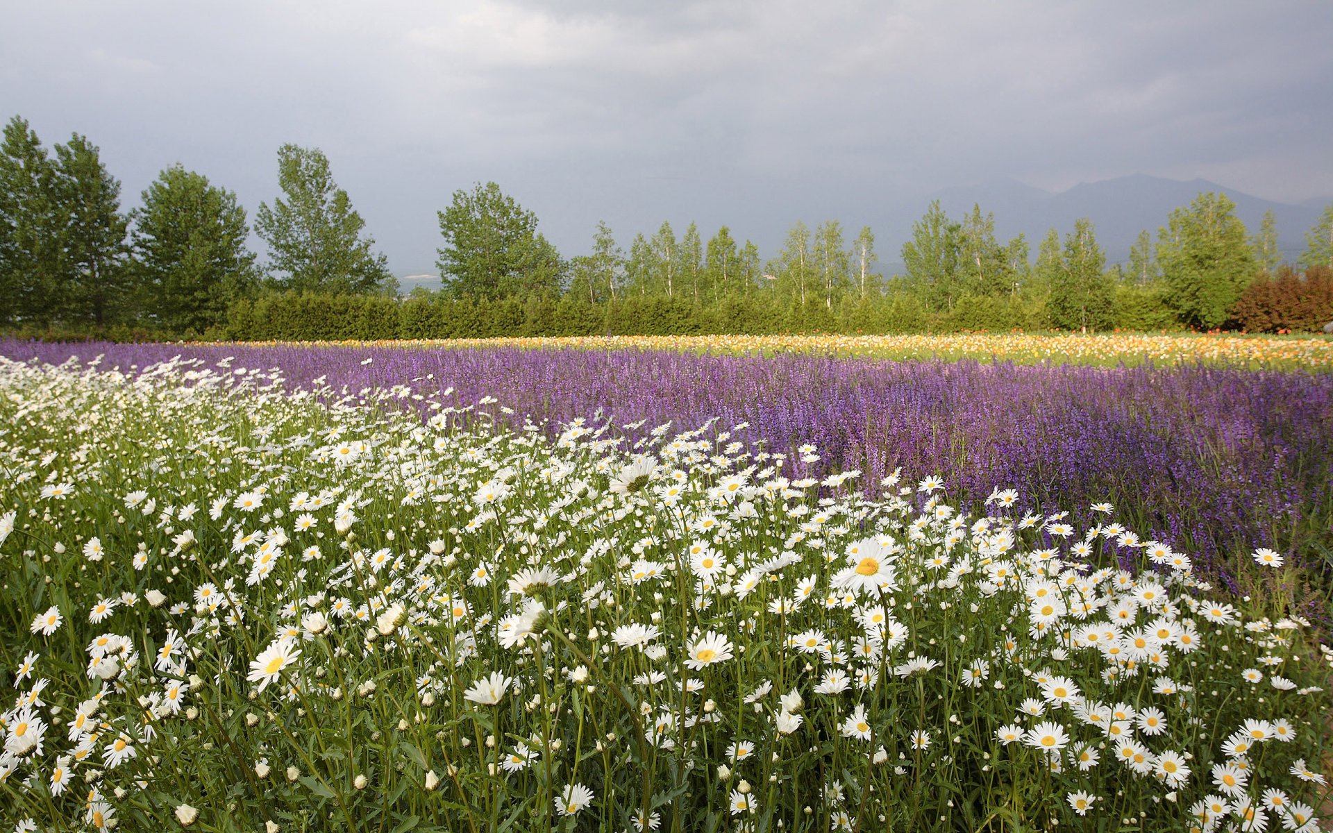 the field flower chamomile poppies summer tree to horizon mountain