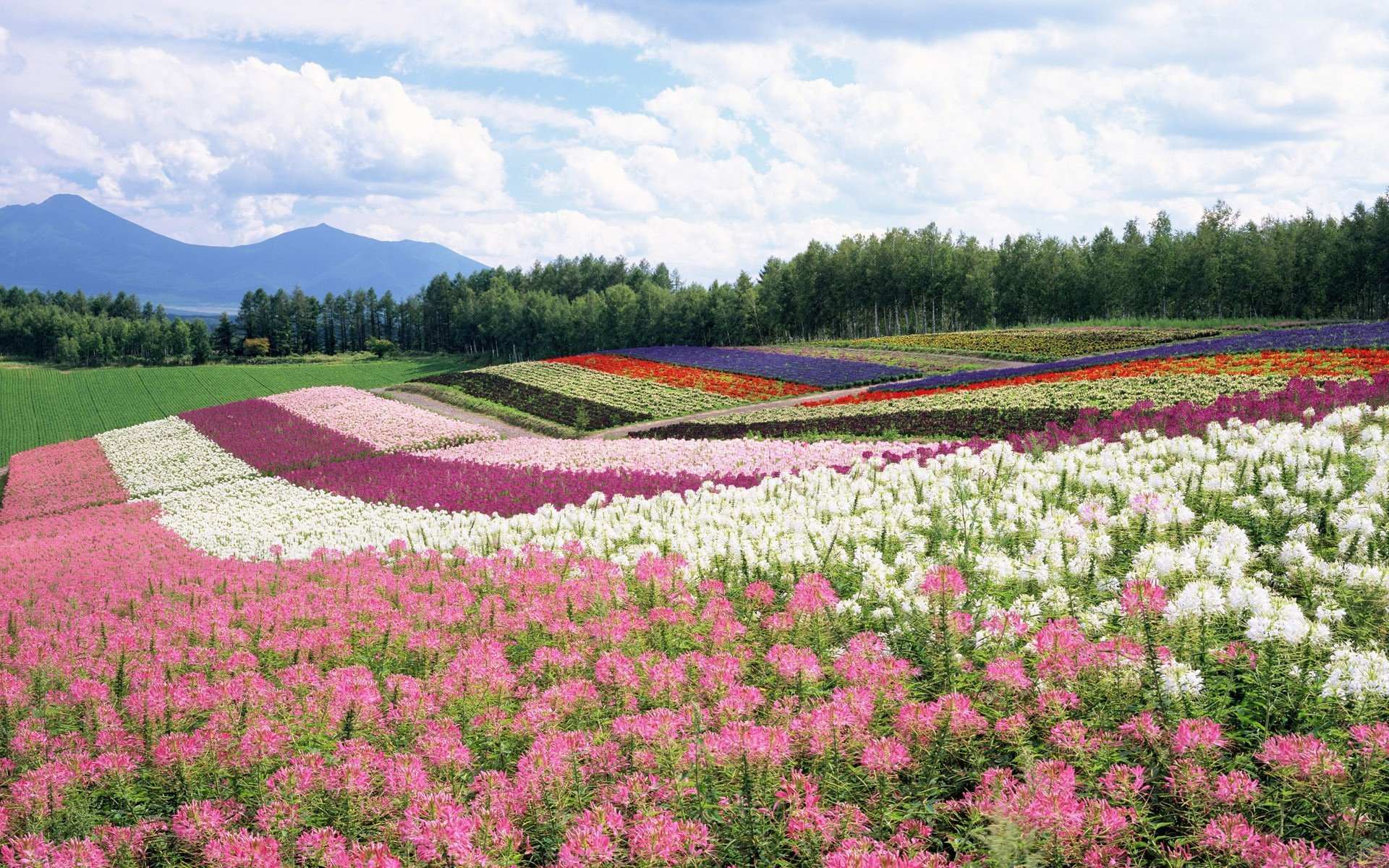 été champ fleurs forêt montagnes ciel nuages