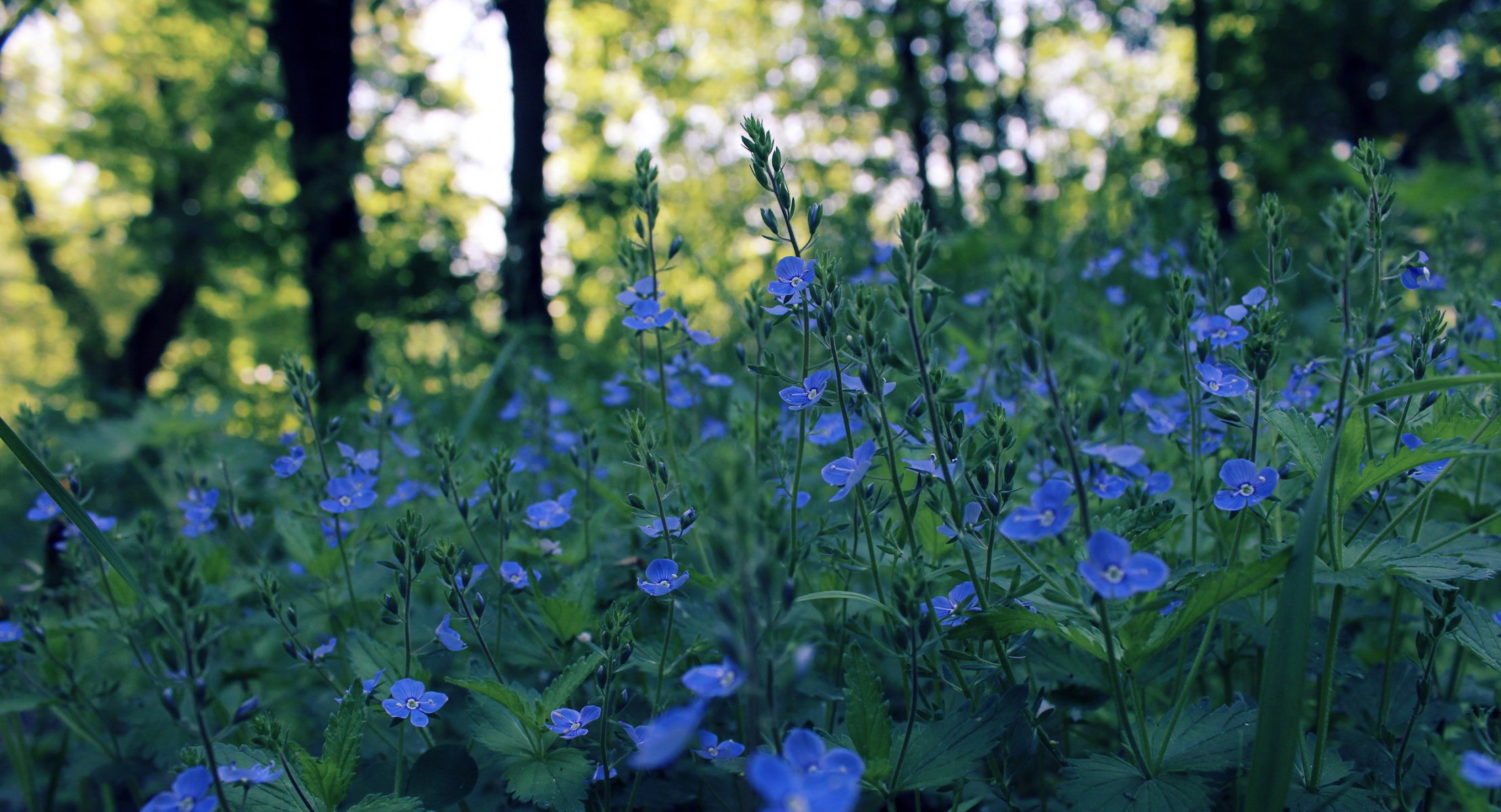 fleurs bleu printemps champ soirée éblouissement bokeh