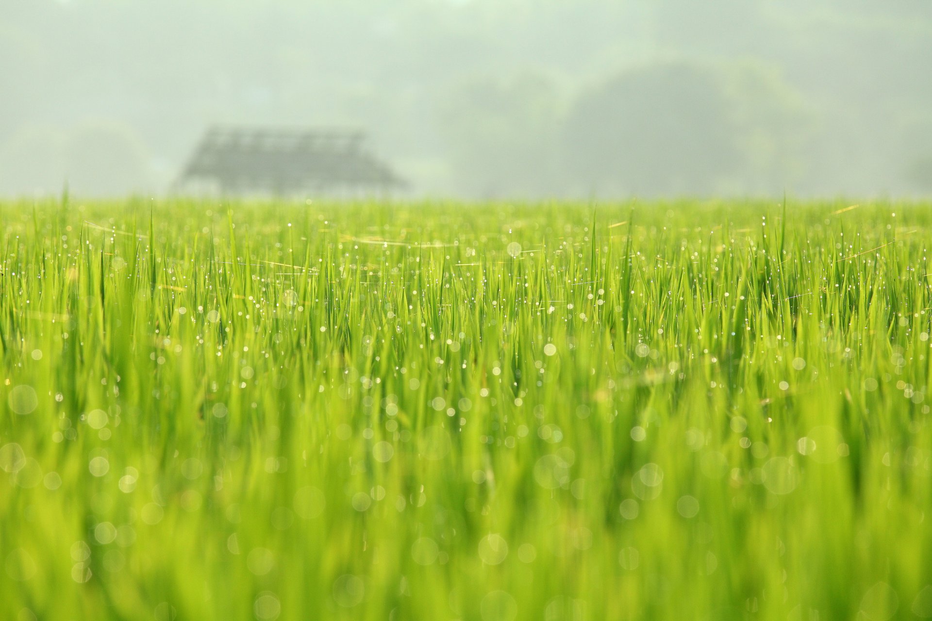 nature champ rosée verdure mai printemps août huang photographie