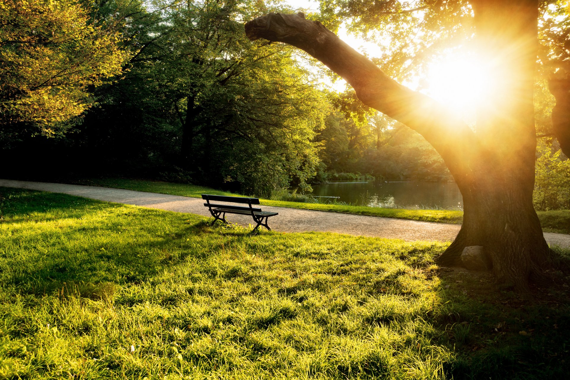 sommer sonne baum gras bäume bank bank bank bank teich abend