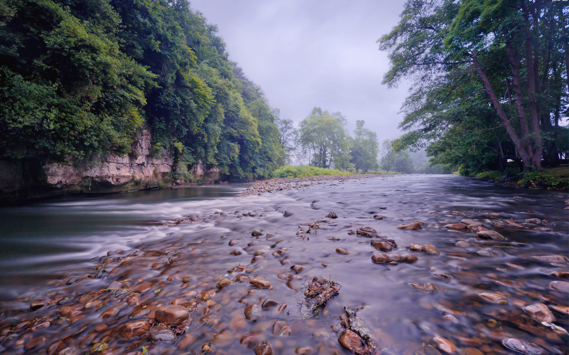 foresta fiume fiume pietre incagliato corrente alberi