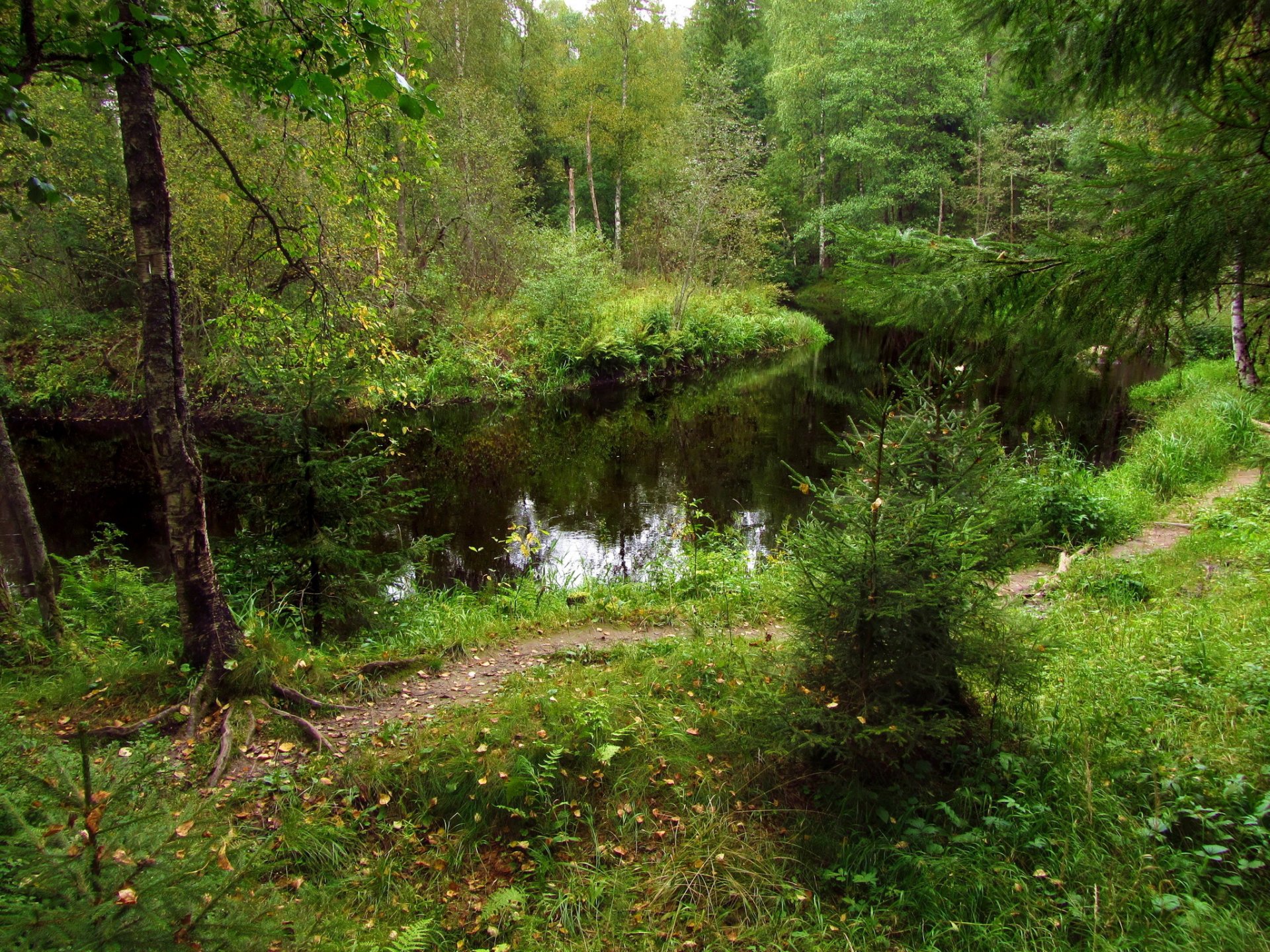 forêt rivière arbres fourrés sapins