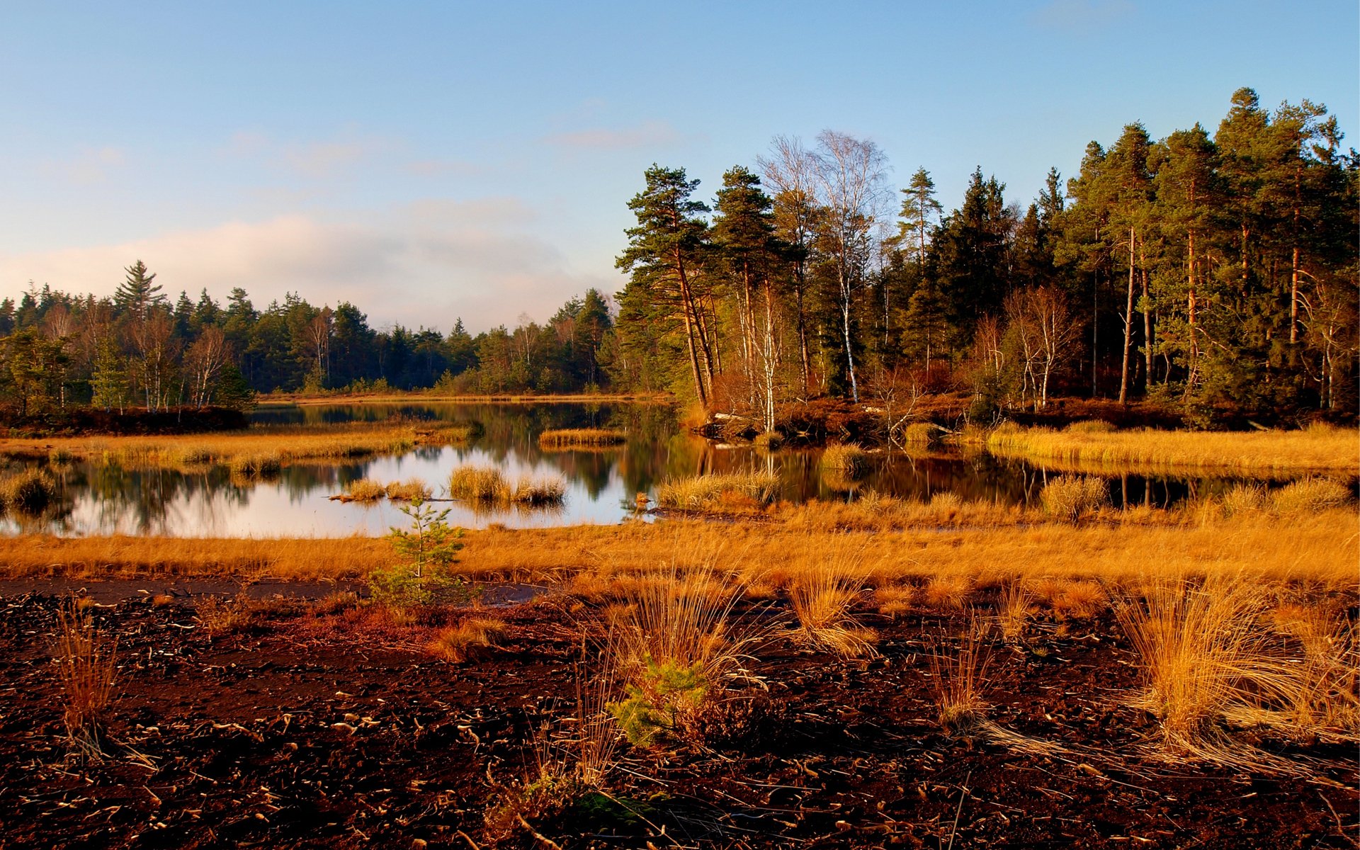 autumn lake tree grass dry surface of