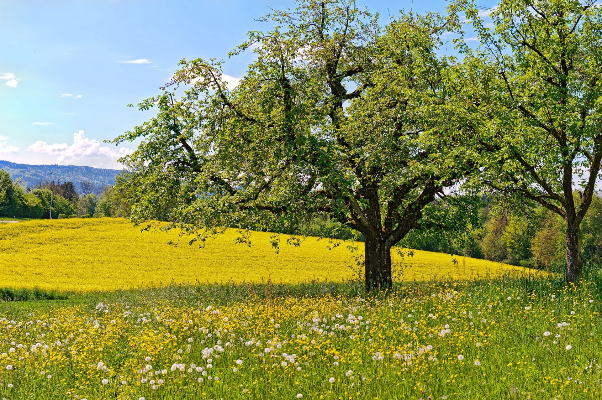 prato fiori denti di leone alberi primavera