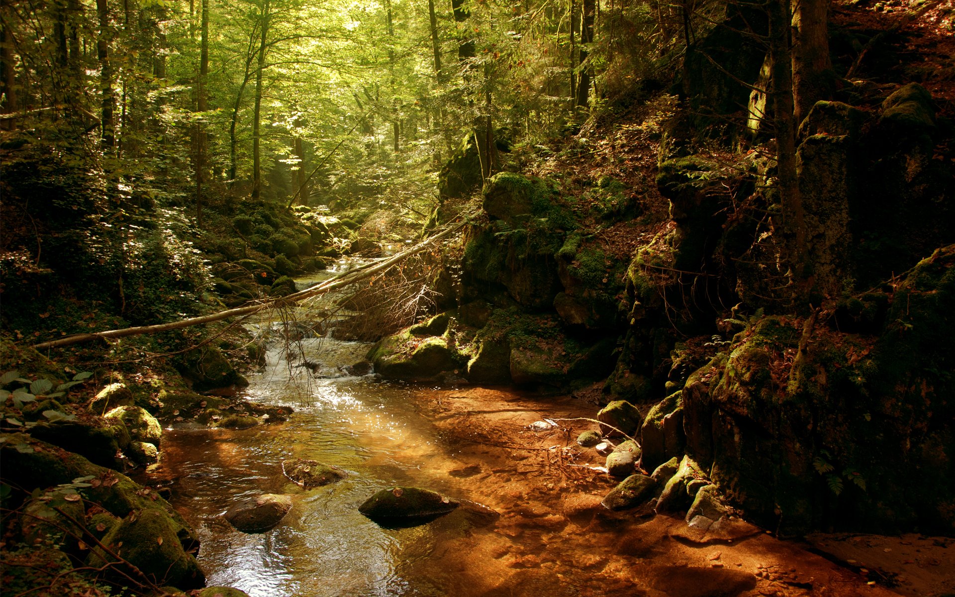 rivière rivière fourré fourrés forêt soleil