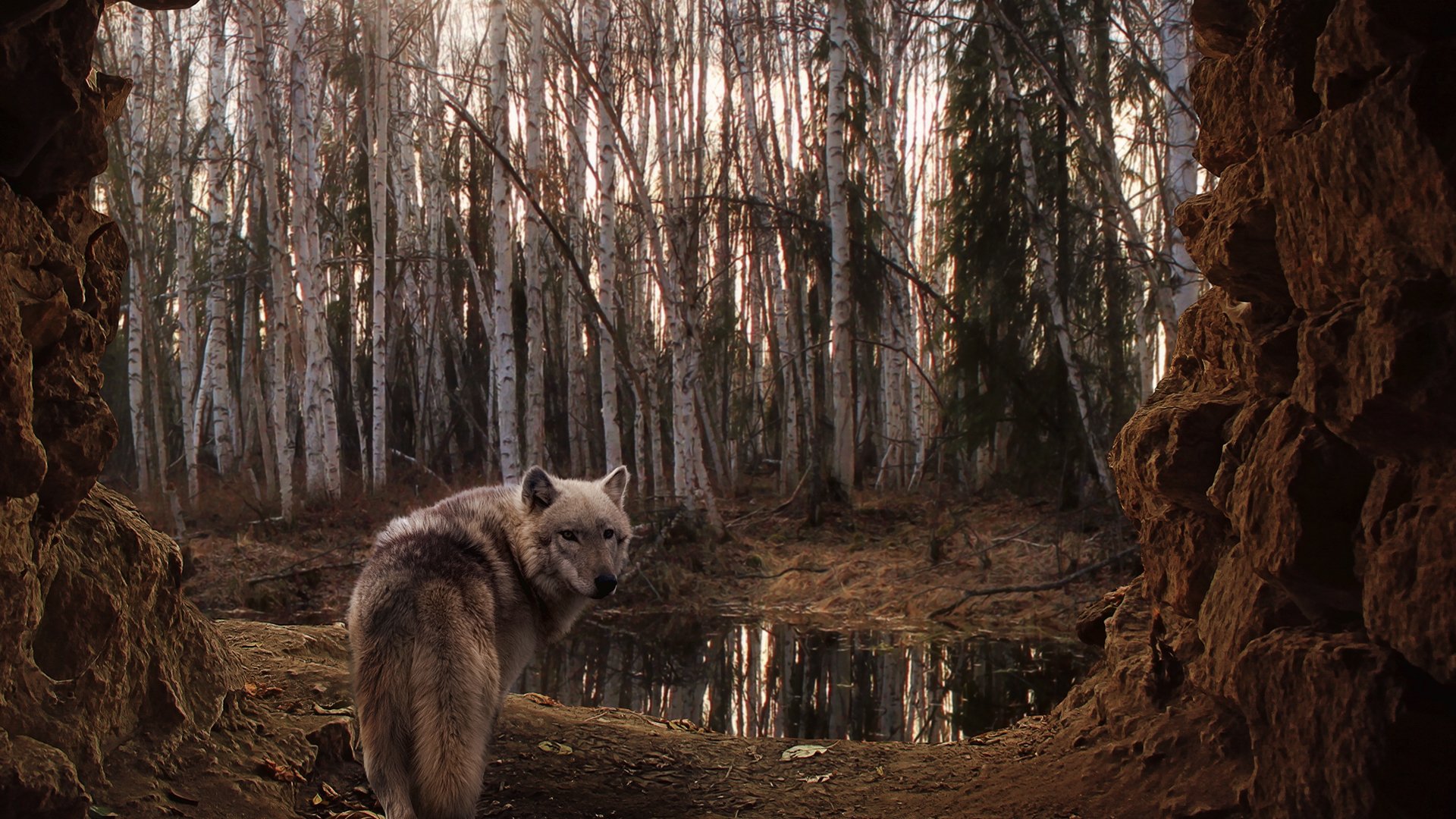 wolf forest birch lake