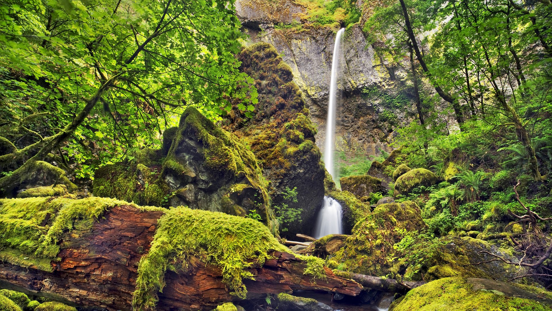 cascada roca árboles piedras musgo