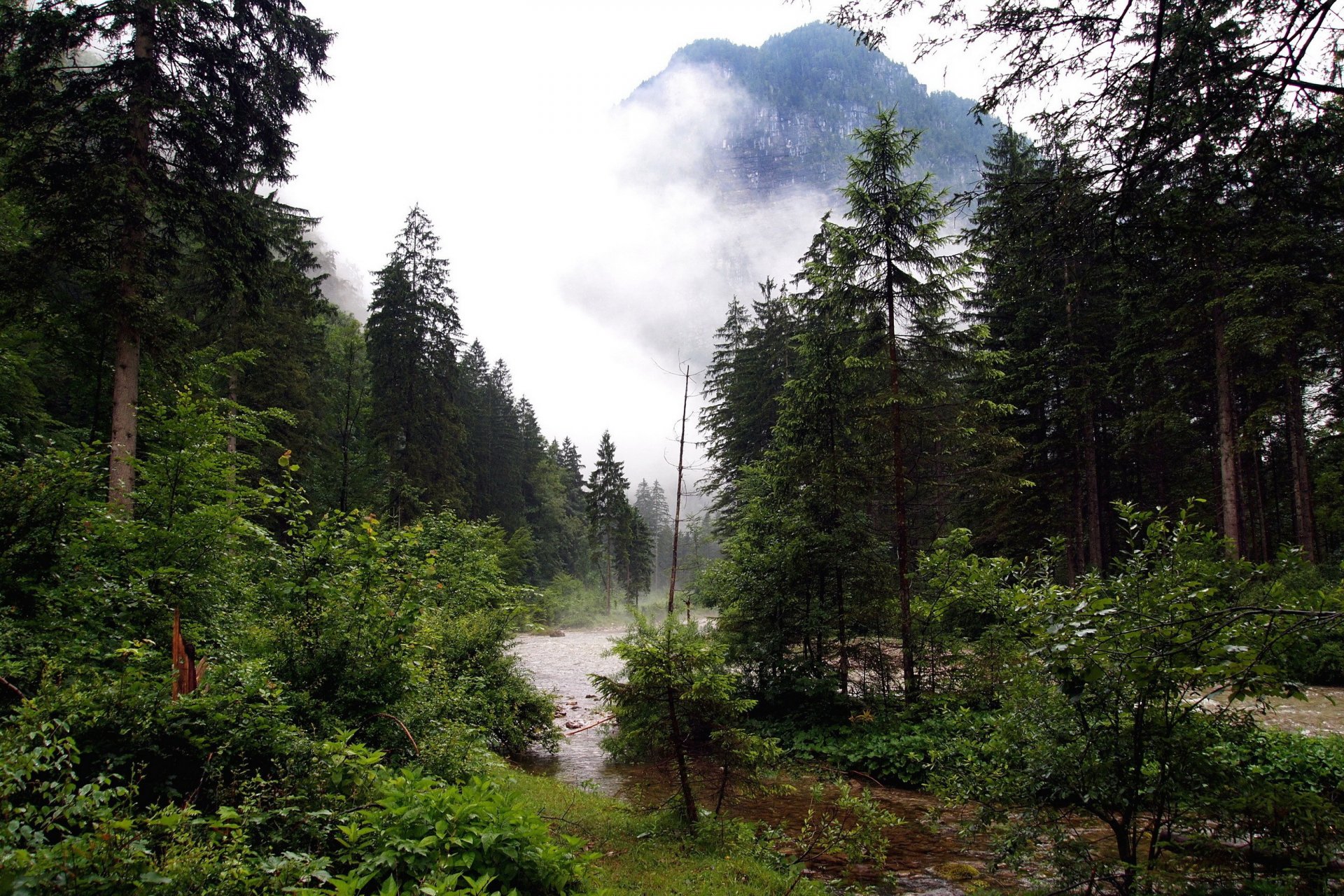 foresta fiume ruscello montagna nebbia