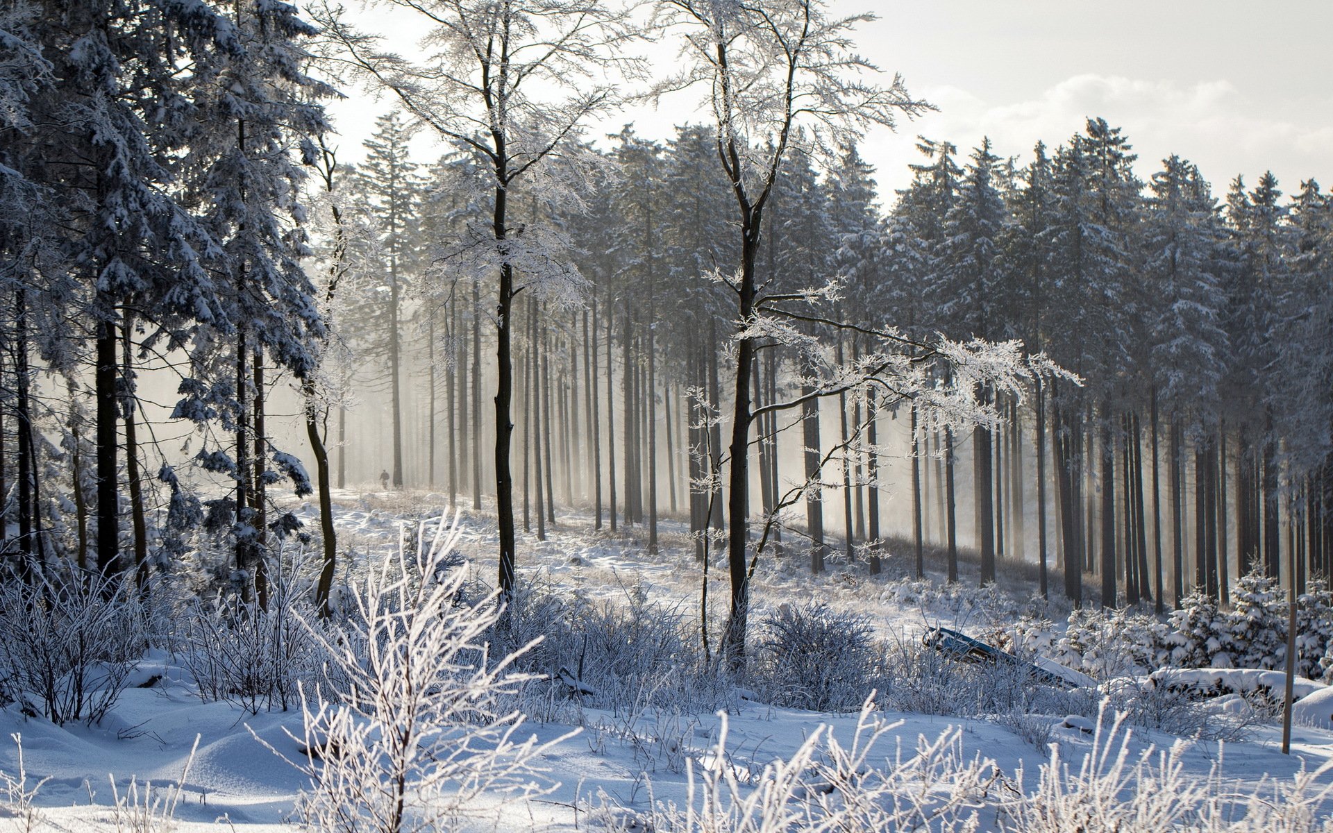 winter forest nature landscape