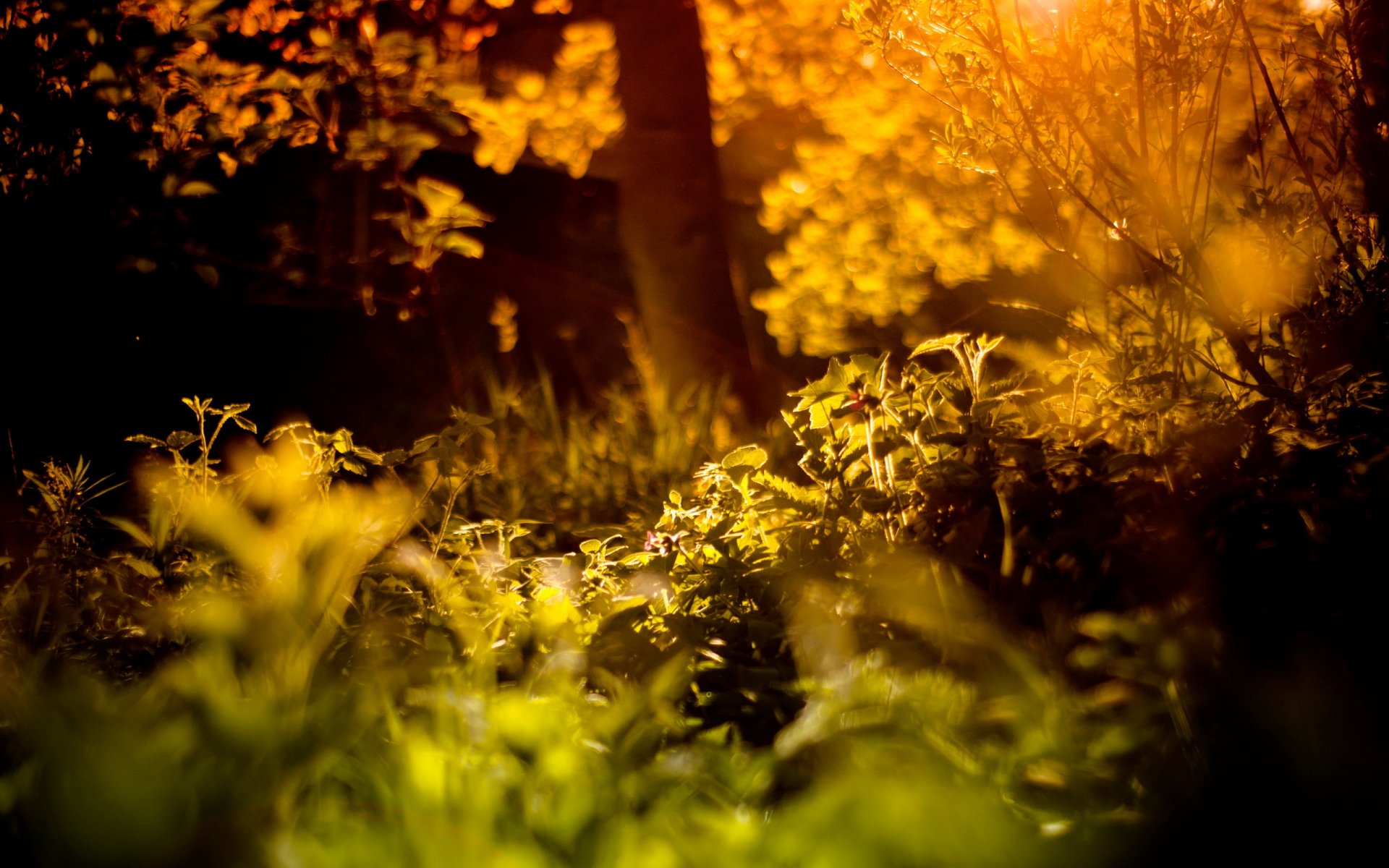 wald sommer licht natur