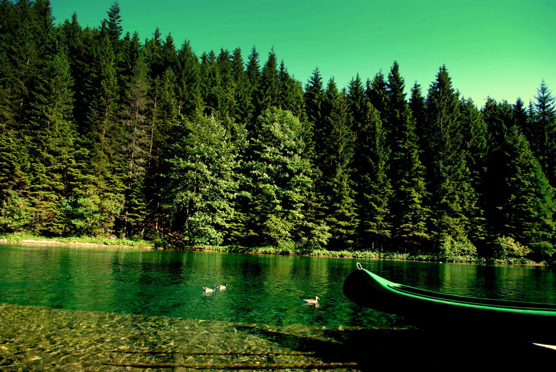 nature forêt rivière bateau canards