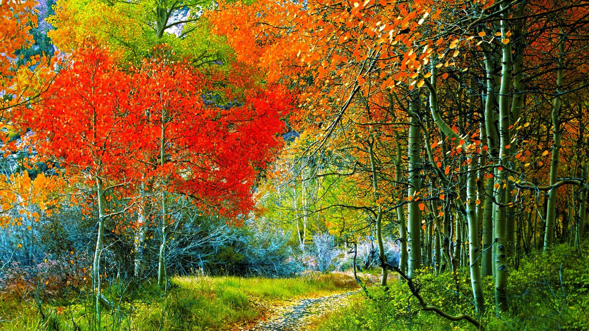 wald bäume vegetation wanderweg zweige gras herbst laub