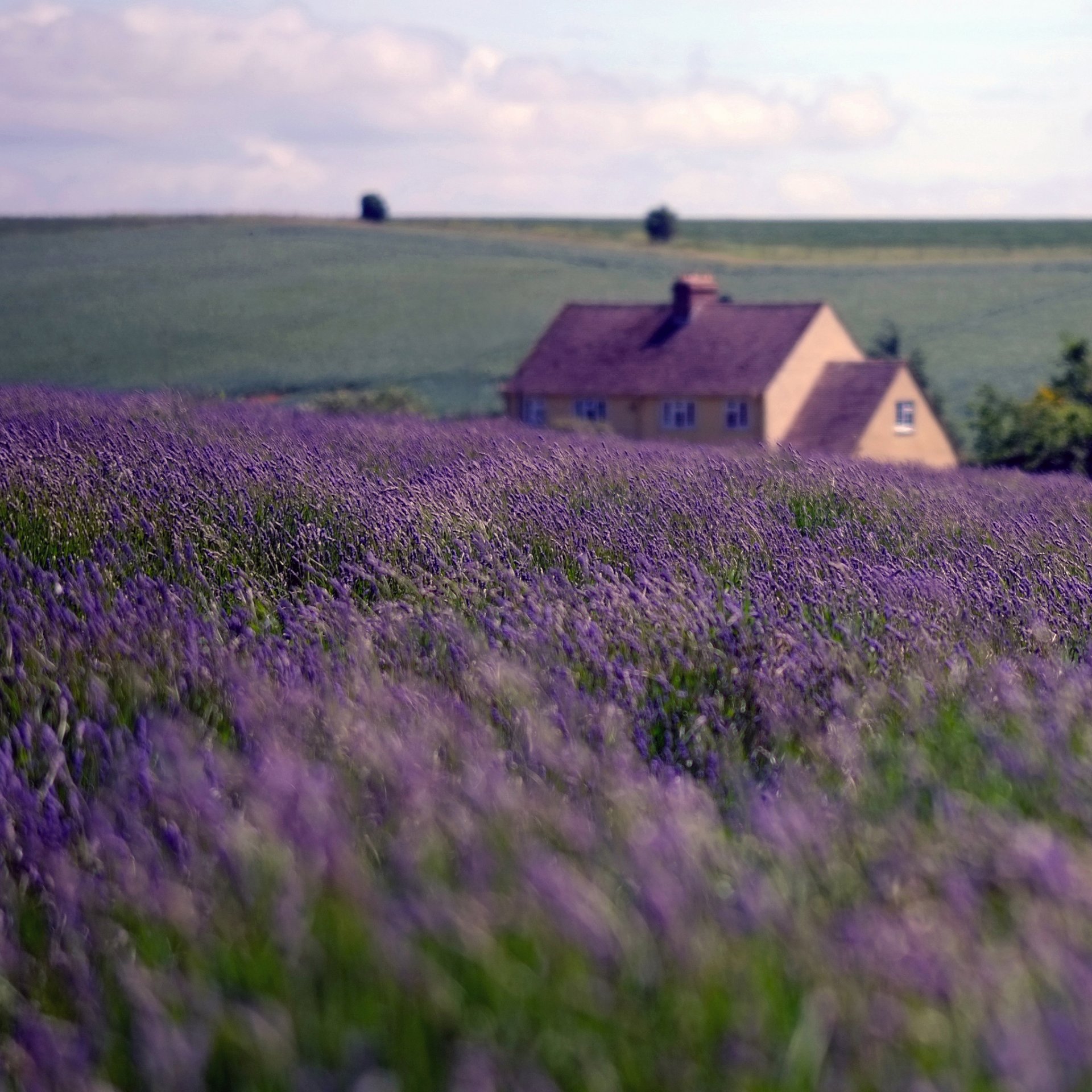 natur england haus feld lavendel himmel wolken