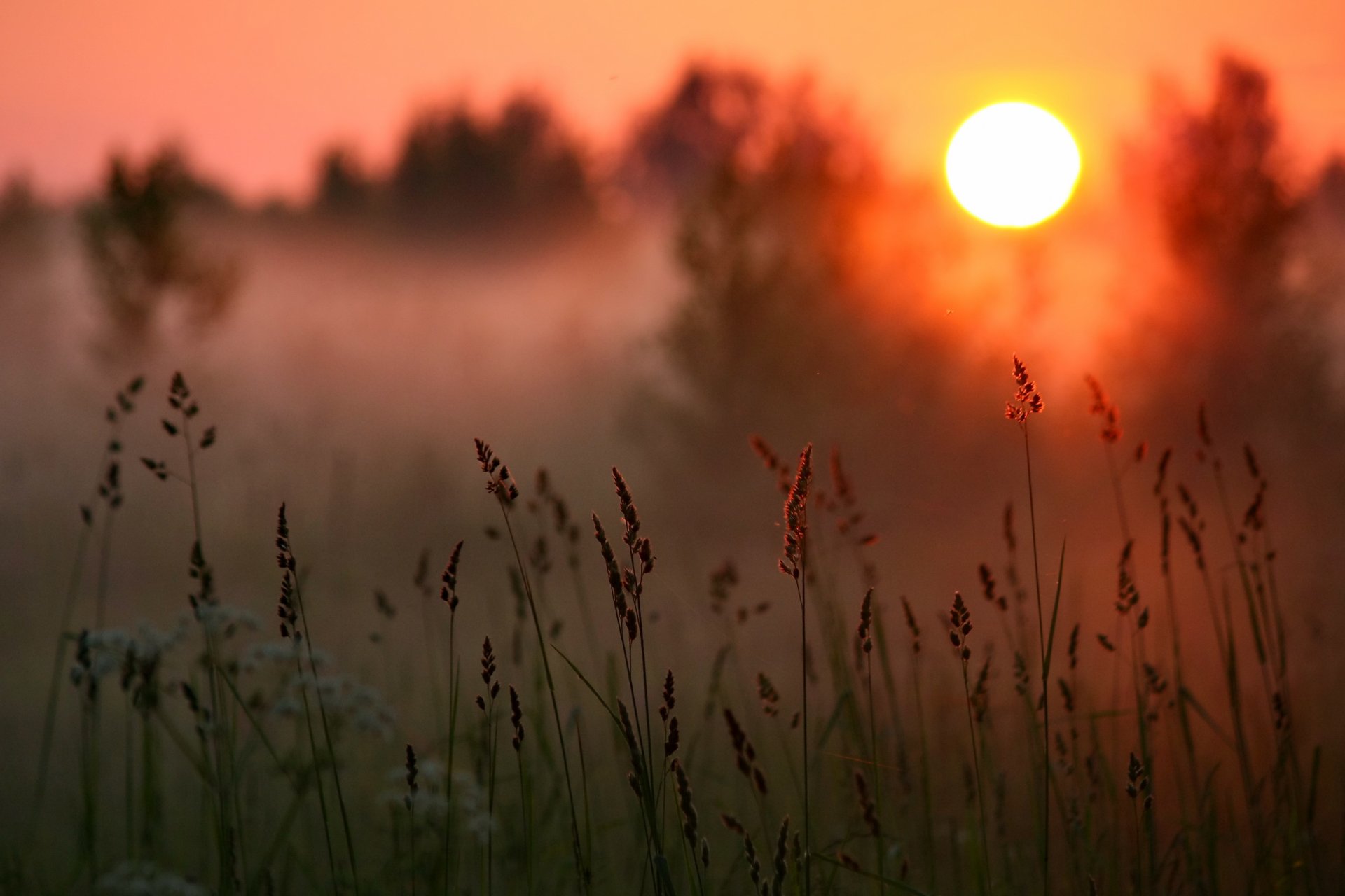 tramonto sole foresta erba nebbia