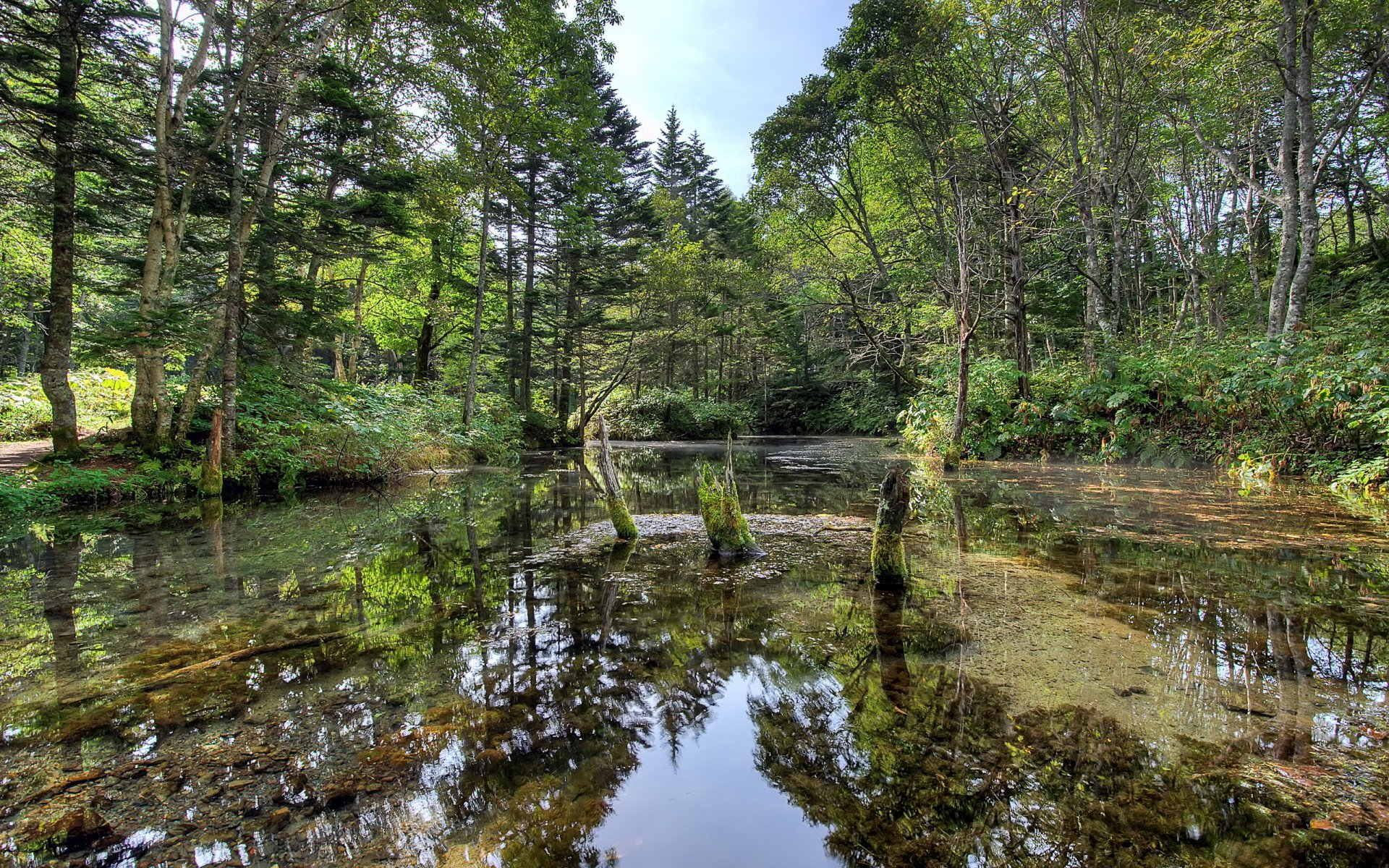 foresta fiume estate natura